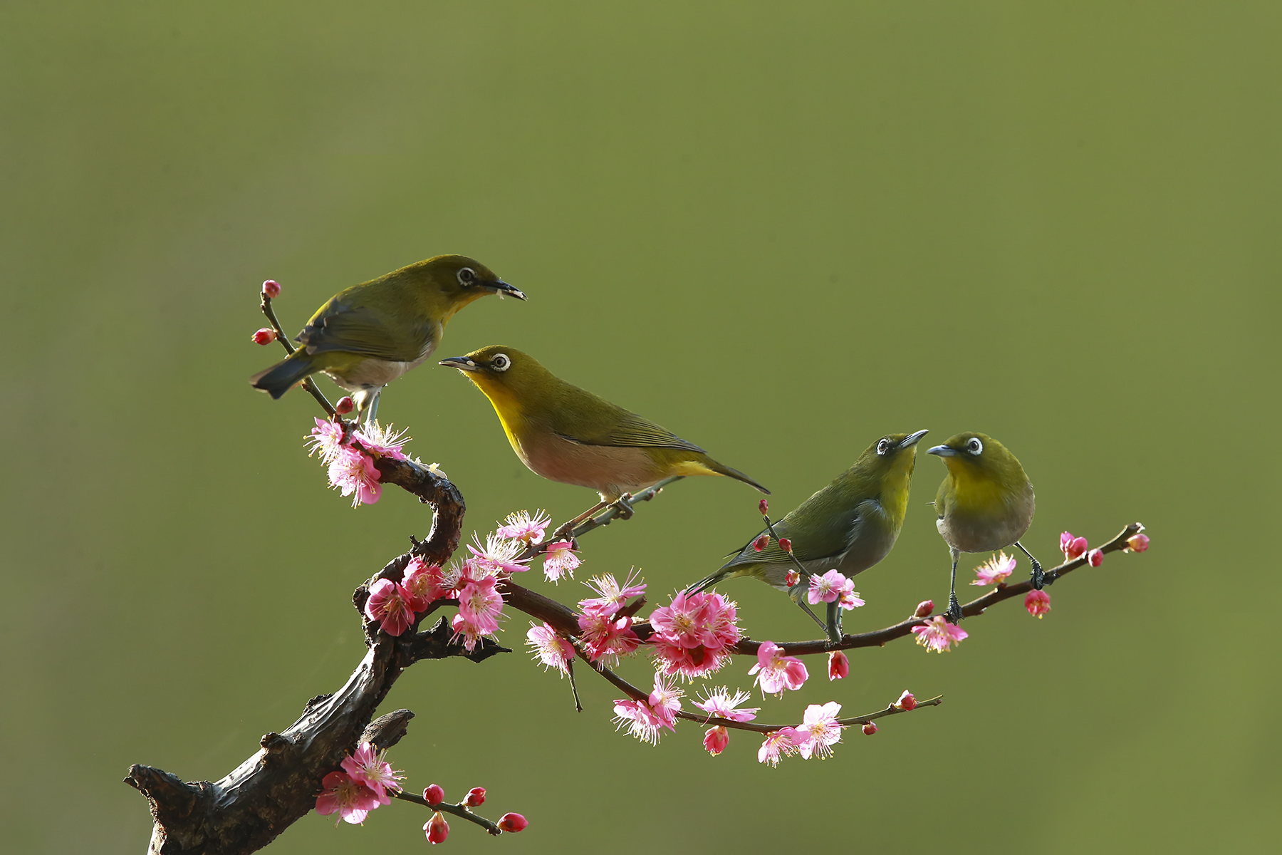 PHOTO BY WO2YA LAB | Canon EOS-1D X Mark II | 2024:02:23 10:59:45 | ISO-3200 | 1/2000 sec | f 13 | 400 mm | EV=0 | ● WIDTH:1800 pixels  HEIGHT:1200 pixels