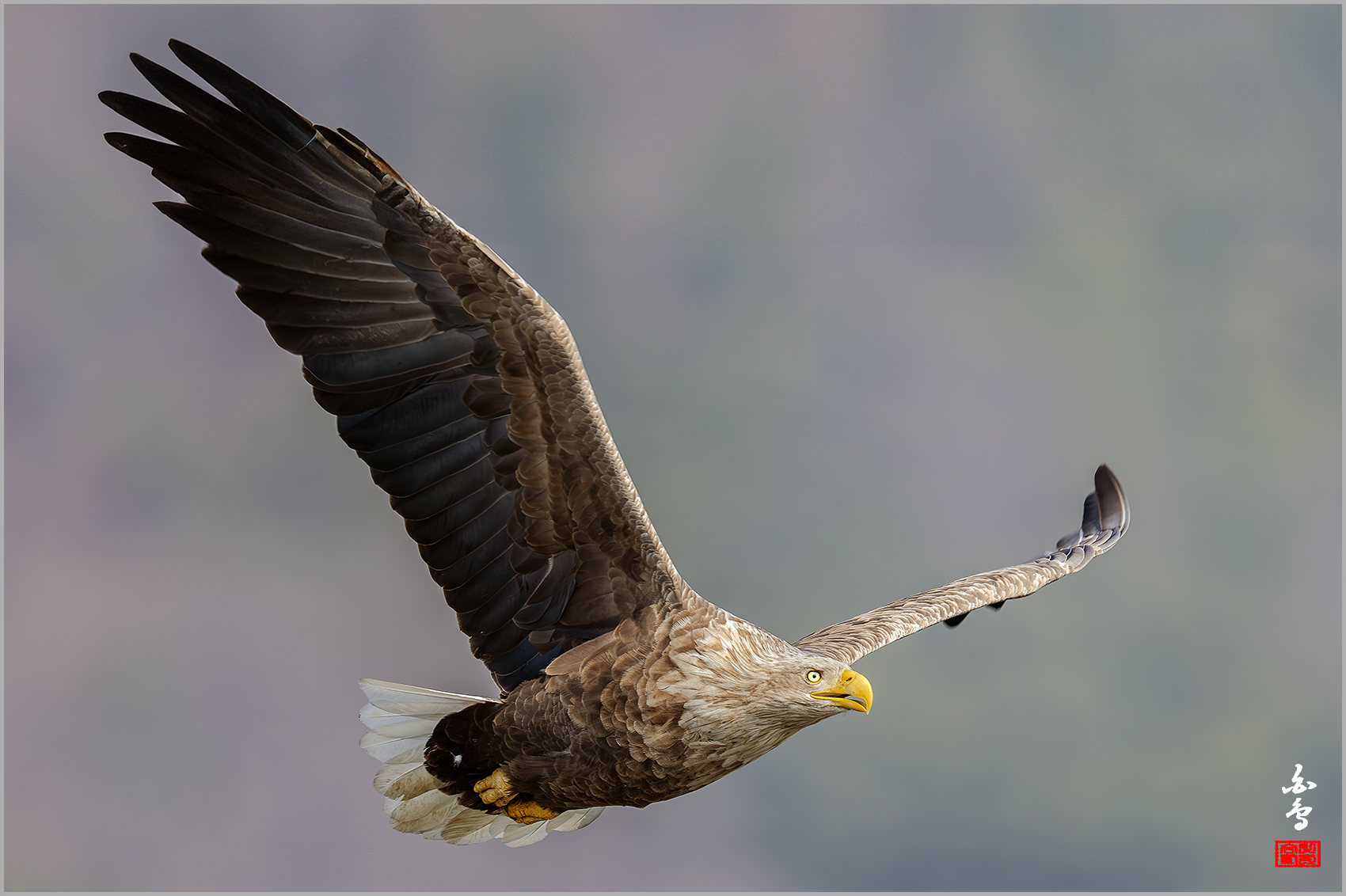 PHOTO BY  | NIKON Z 9 | 2024:02:26 10:35:27 | ISO-800 | 1/1250 sec | f 8 | 1176 mm | EV=0.3 | ● WIDTH:1700 pixels  HEIGHT:1132 pixels