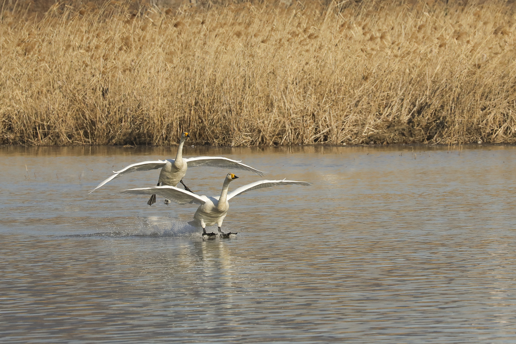 PHOTO BY WO2YA LAB | Canon EOS-1D X Mark II | 2024:02:23 10:59:45 | ISO-3200 | 1/2000 sec | f 13 | 400 mm | EV=0 | ● WIDTH:1800 pixels  HEIGHT:1200 pixels
