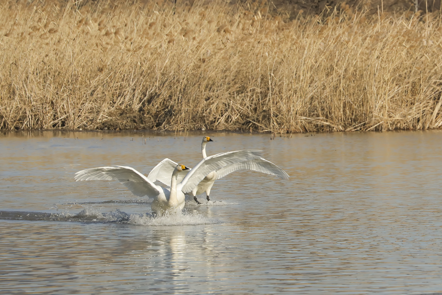 PHOTO BY WO2YA LAB | Canon EOS-1D X Mark II | 2024:02:23 10:59:45 | ISO-3200 | 1/2000 sec | f 13 | 400 mm | EV=0 | ● WIDTH:1800 pixels  HEIGHT:1200 pixels
