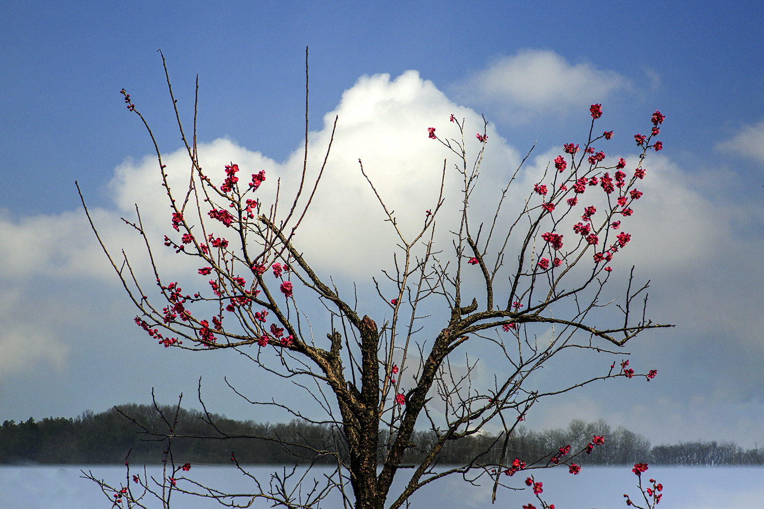 PHOTO BY  | Canon EOS 5D Mark III | 2024:02:26 10:13:44 | ISO-200 | 1/1000 sec | f 8 | 105 mm | EV=0 | ● WIDTH:1500 pixels  HEIGHT:1000 pixels