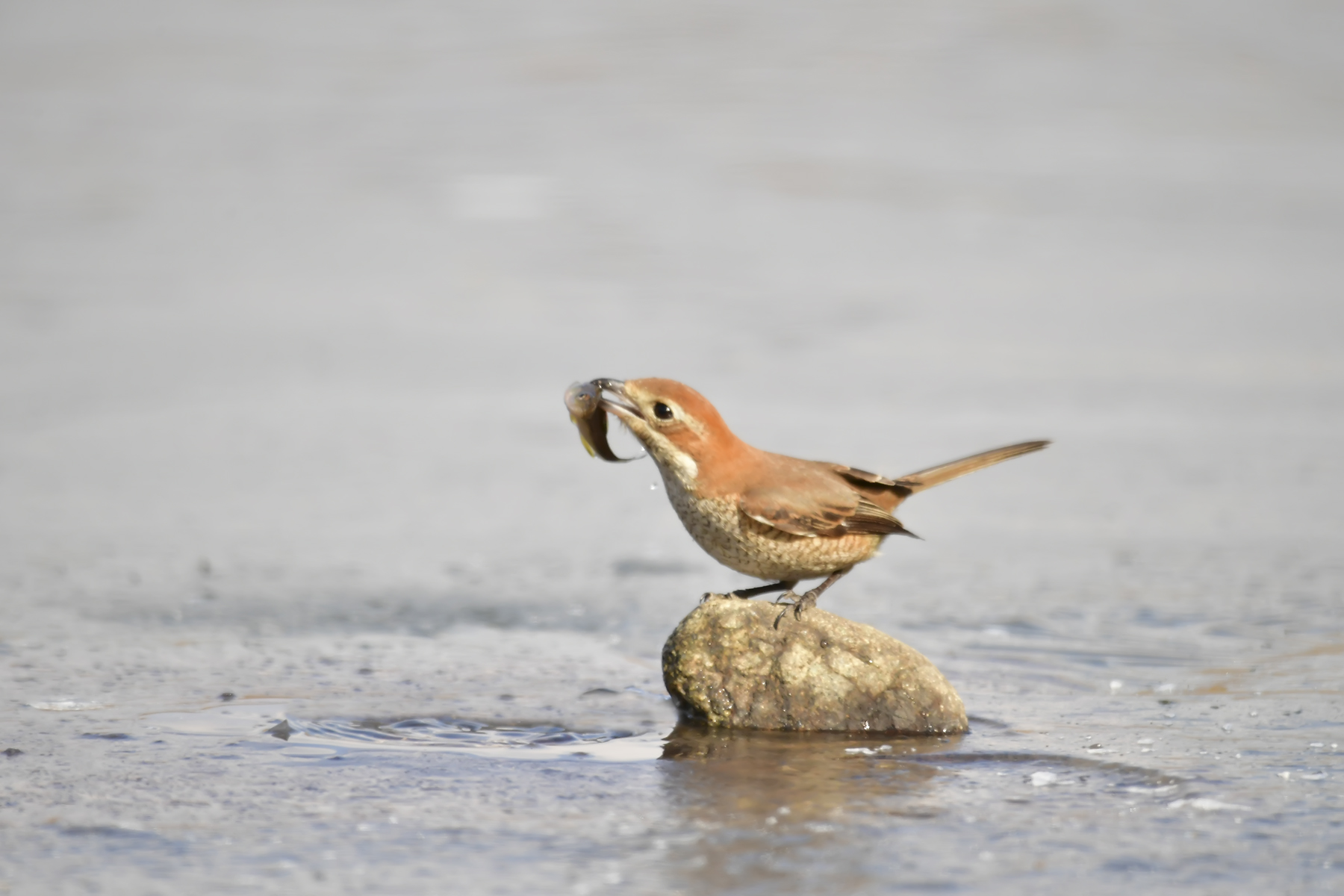 PHOTO BY WO2YA LAB | Canon EOS-1D X Mark II | 2024:02:23 10:59:45 | ISO-3200 | 1/2000 sec | f 13 | 400 mm | EV=0 | ● WIDTH:1800 pixels  HEIGHT:1200 pixels