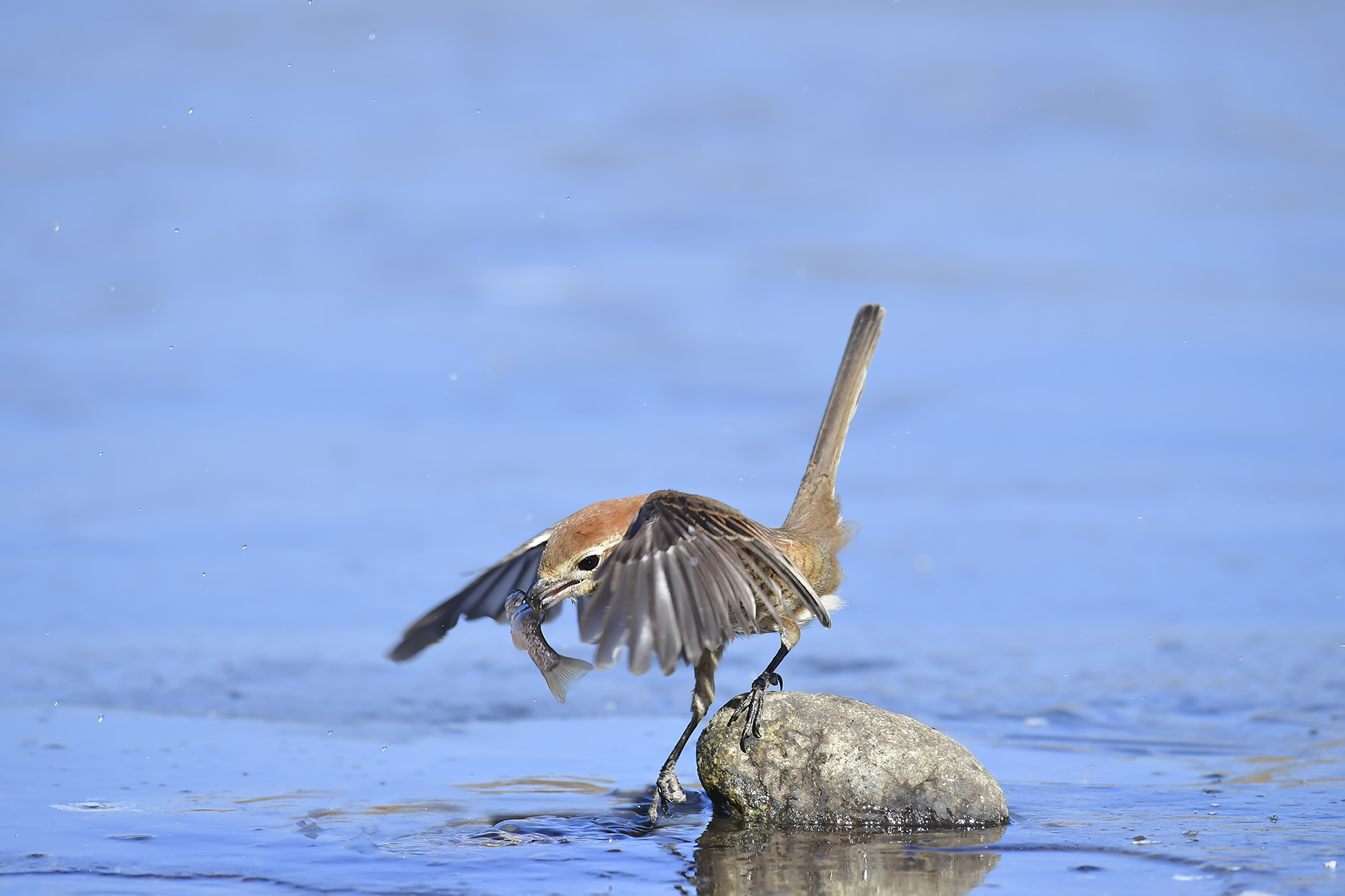 PHOTO BY WO2YA LAB | Canon EOS-1D X Mark II | 2024:02:23 10:59:45 | ISO-3200 | 1/2000 sec | f 13 | 400 mm | EV=0 | ● WIDTH:1800 pixels  HEIGHT:1200 pixels