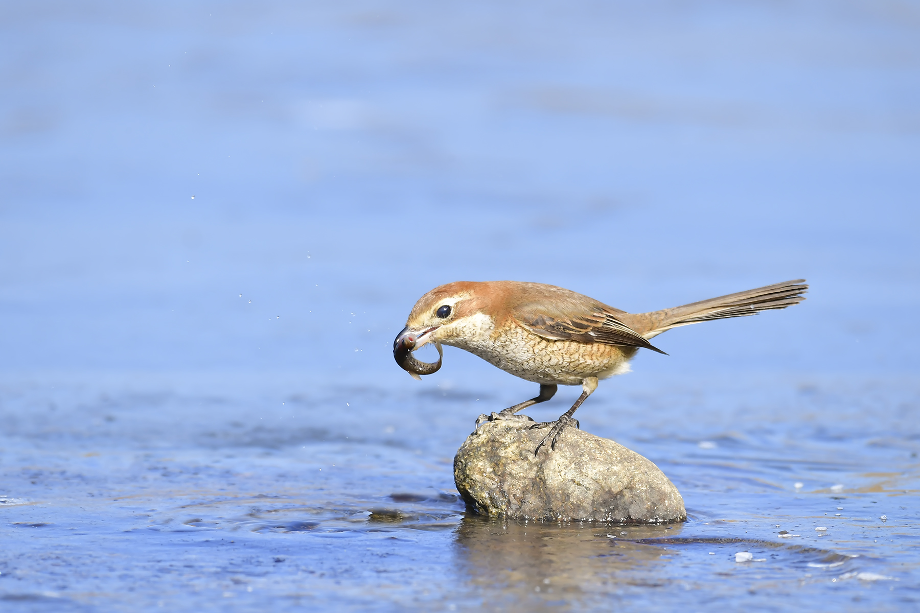 PHOTO BY WO2YA LAB | Canon EOS-1D X Mark II | 2024:02:23 10:59:45 | ISO-3200 | 1/2000 sec | f 13 | 400 mm | EV=0 | ● WIDTH:1800 pixels  HEIGHT:1200 pixels
