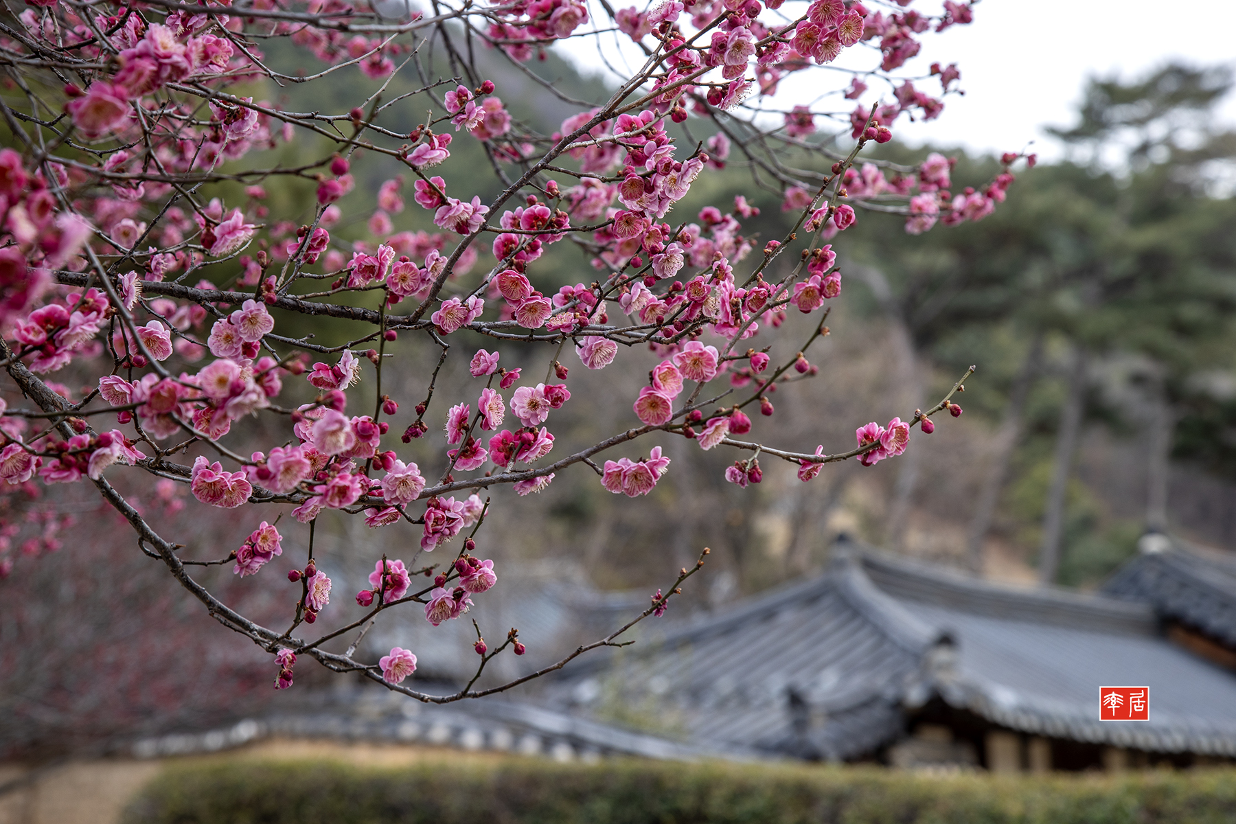 PHOTO BY changickheun | Canon EOS-1D X Mark III | 2024:02:27 11:53:26 | ISO-200 | 1/125 sec | f 7.1 | 82 mm | EV=0 | ● WIDTH:1800 pixels  HEIGHT:1200 pixels
