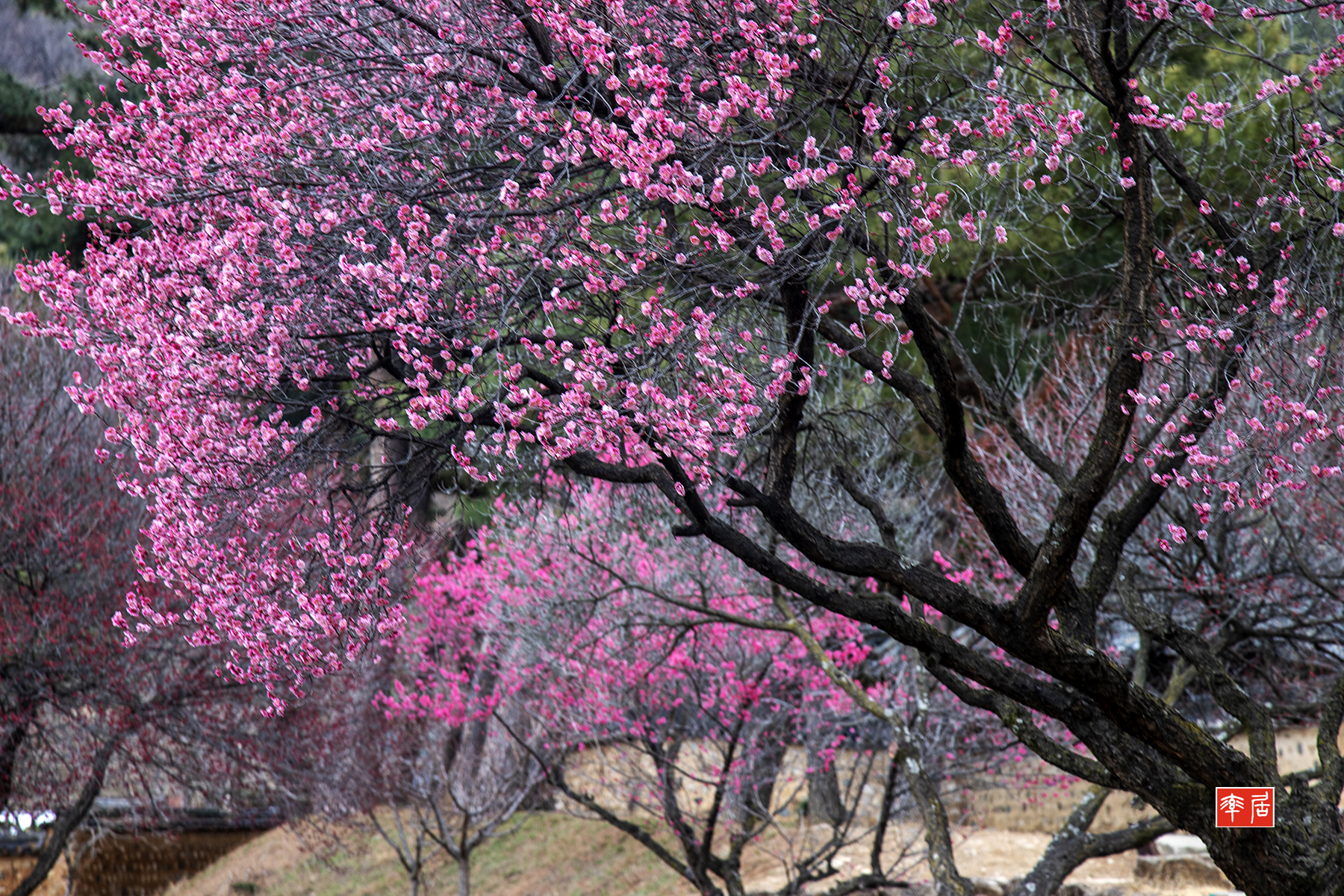 PHOTO BY changickheun | Canon EOS-1D X Mark III | 2024:02:27 11:52:00 | ISO-200 | 1/125 sec | f 7.1 | 102 mm | EV=0 | ● WIDTH:1800 pixels  HEIGHT:1200 pixels