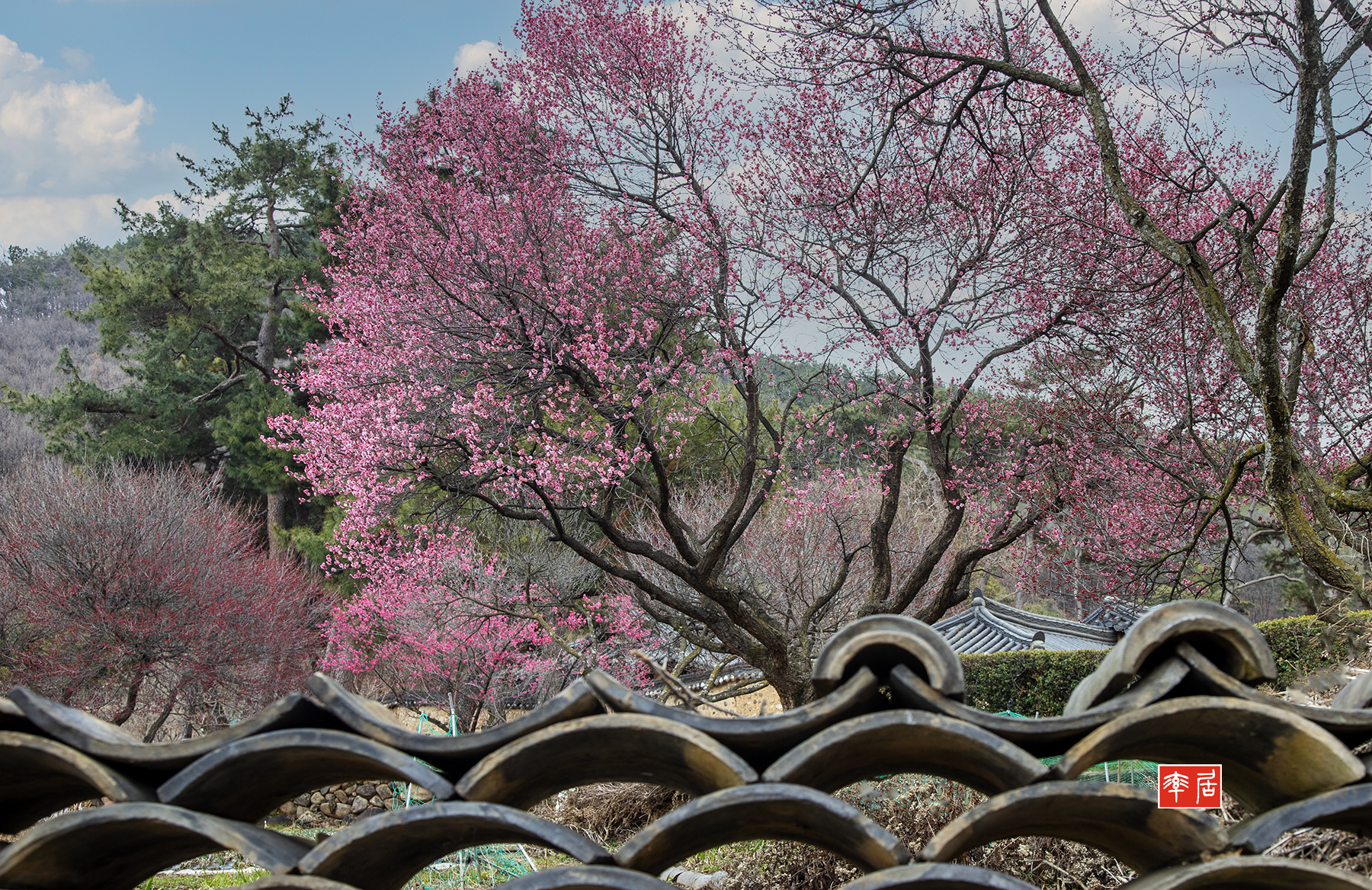 PHOTO BY changickheun | Canon EOS-1D X Mark III | 2024:02:27 11:52:48 | ISO-200 | 1/125 sec | f 7.1 | 40 mm | EV=0 | ● WIDTH:1800 pixels  HEIGHT:1168 pixels