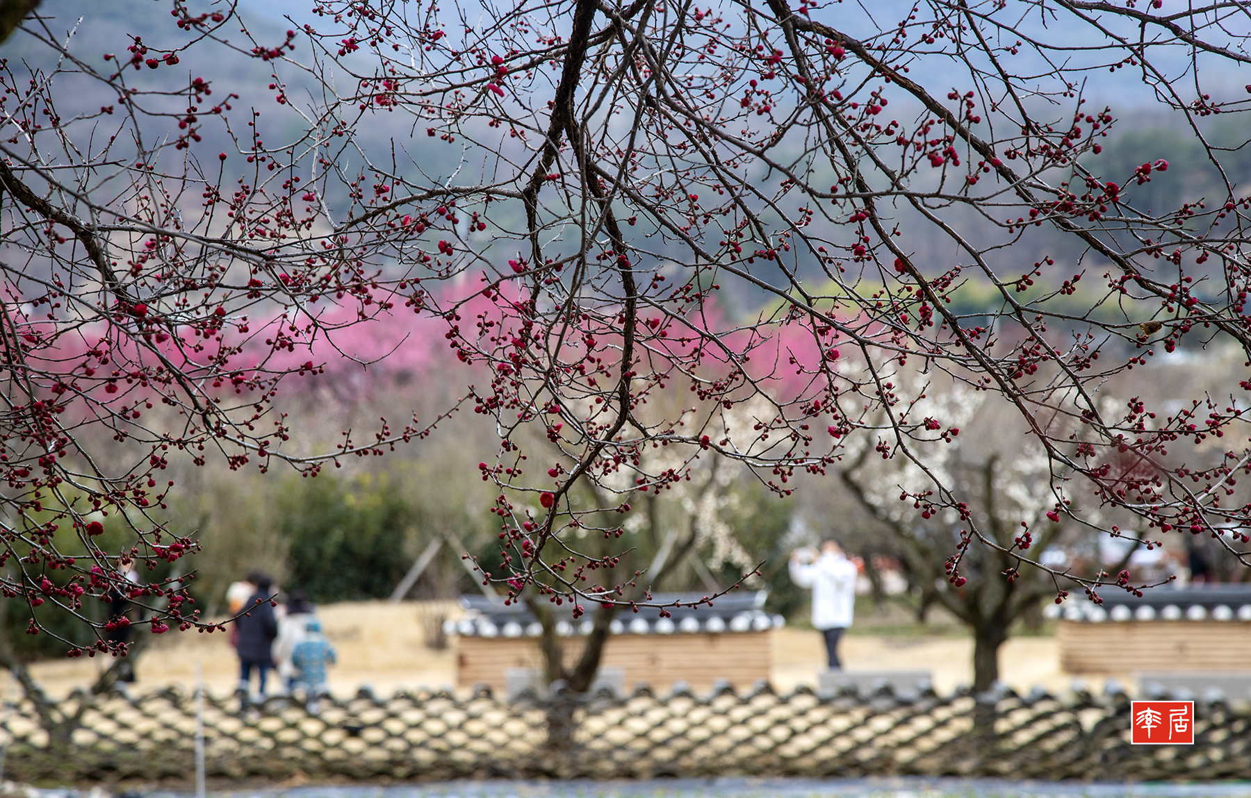 PHOTO BY changickheun | Canon EOS-1D X Mark III | 2024:02:27 11:56:07 | ISO-200 | 1/125 sec | f 7.1 | 105 mm | EV=0 | ● WIDTH:1800 pixels  HEIGHT:1149 pixels
