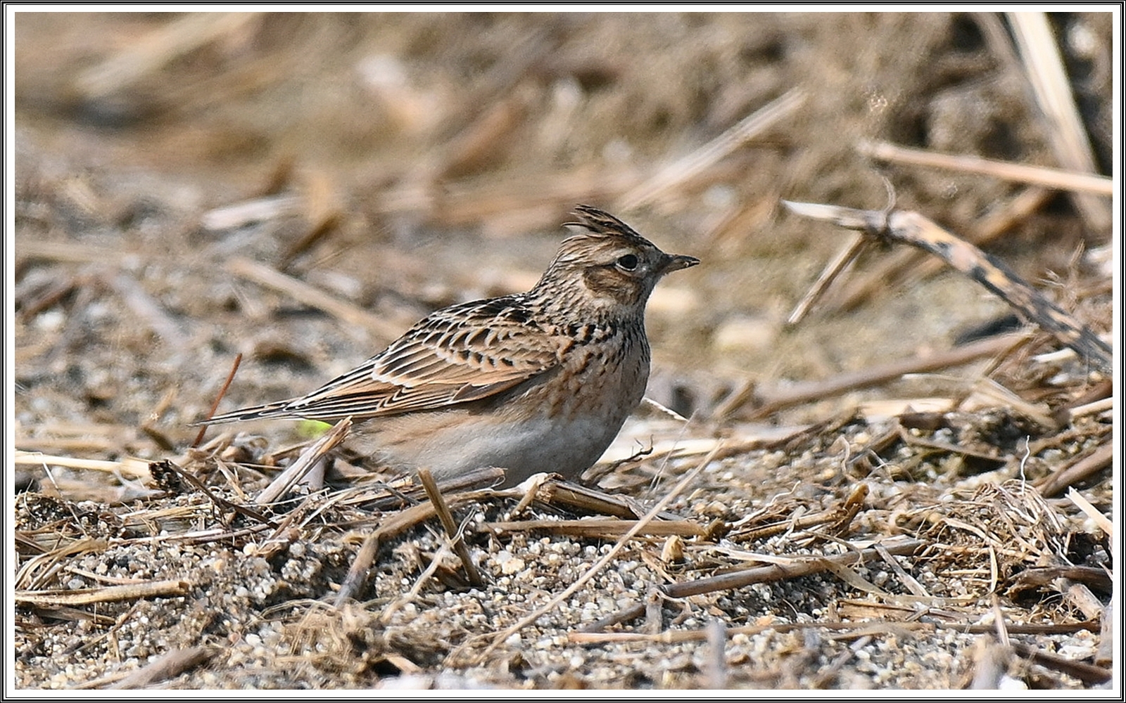 PHOTO BY  | NIKON Z 7_2 | 2024:02:26 22:39:10 | ISO-500 | 1/2500 sec | f 6.3 | 480 mm | EV=0.3 | ● WIDTH:6192 pixels  HEIGHT:3480 pixels