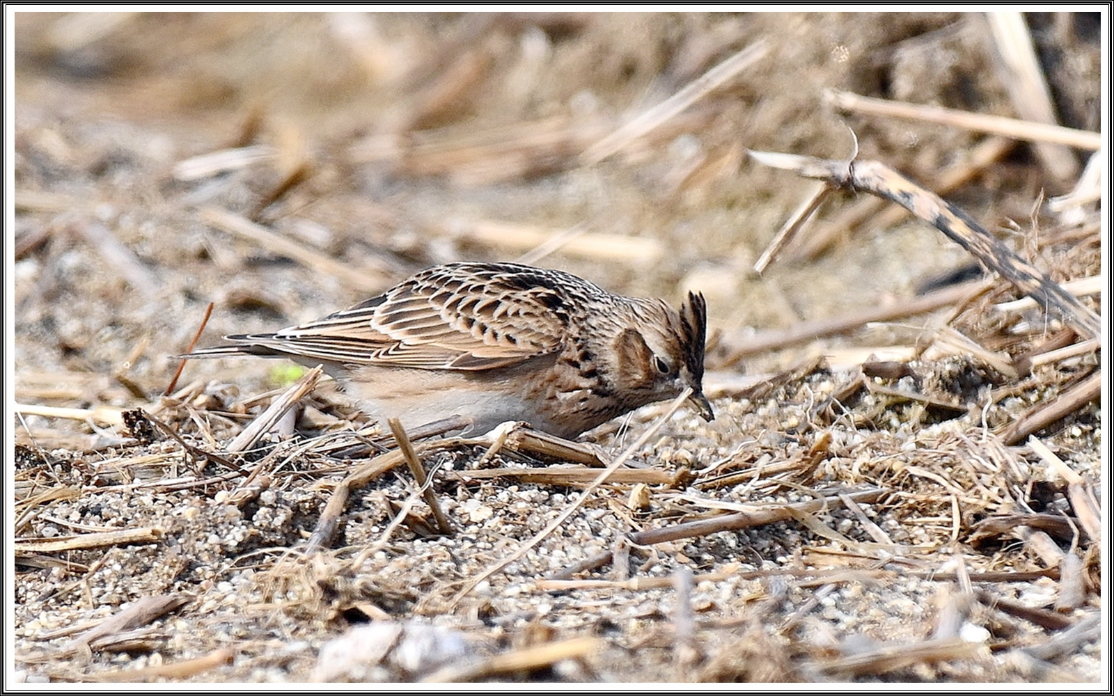 PHOTO BY  | NIKON Z 7_2 | 2024:02:26 22:39:11 | ISO-500 | 1/2500 sec | f 6.3 | 480 mm | EV=0.3 | ● WIDTH:6192 pixels  HEIGHT:3480 pixels