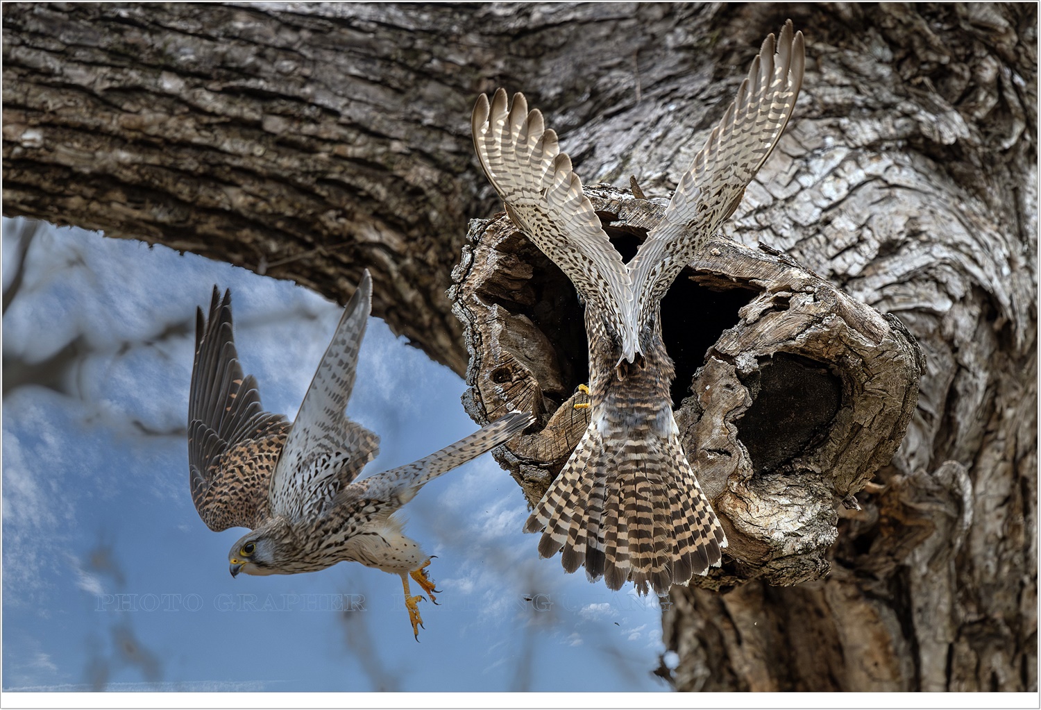 PHOTO BY  | NIKON Z 8 | 2024:02:27 12:13:50 | ISO-1000 | 1/2500 sec | f 5.6 | 600 mm | EV=0 | ● WIDTH:5926 pixels  HEIGHT:3951 pixels