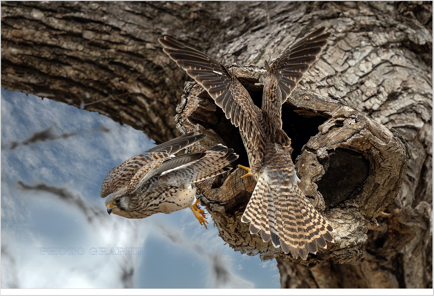 PHOTO BY  | NIKON Z 8 | 2024:02:27 12:13:50 | ISO-1000 | 1/2500 sec | f 5.6 | 600 mm | EV=0 | ● WIDTH:4988 pixels  HEIGHT:3326 pixels