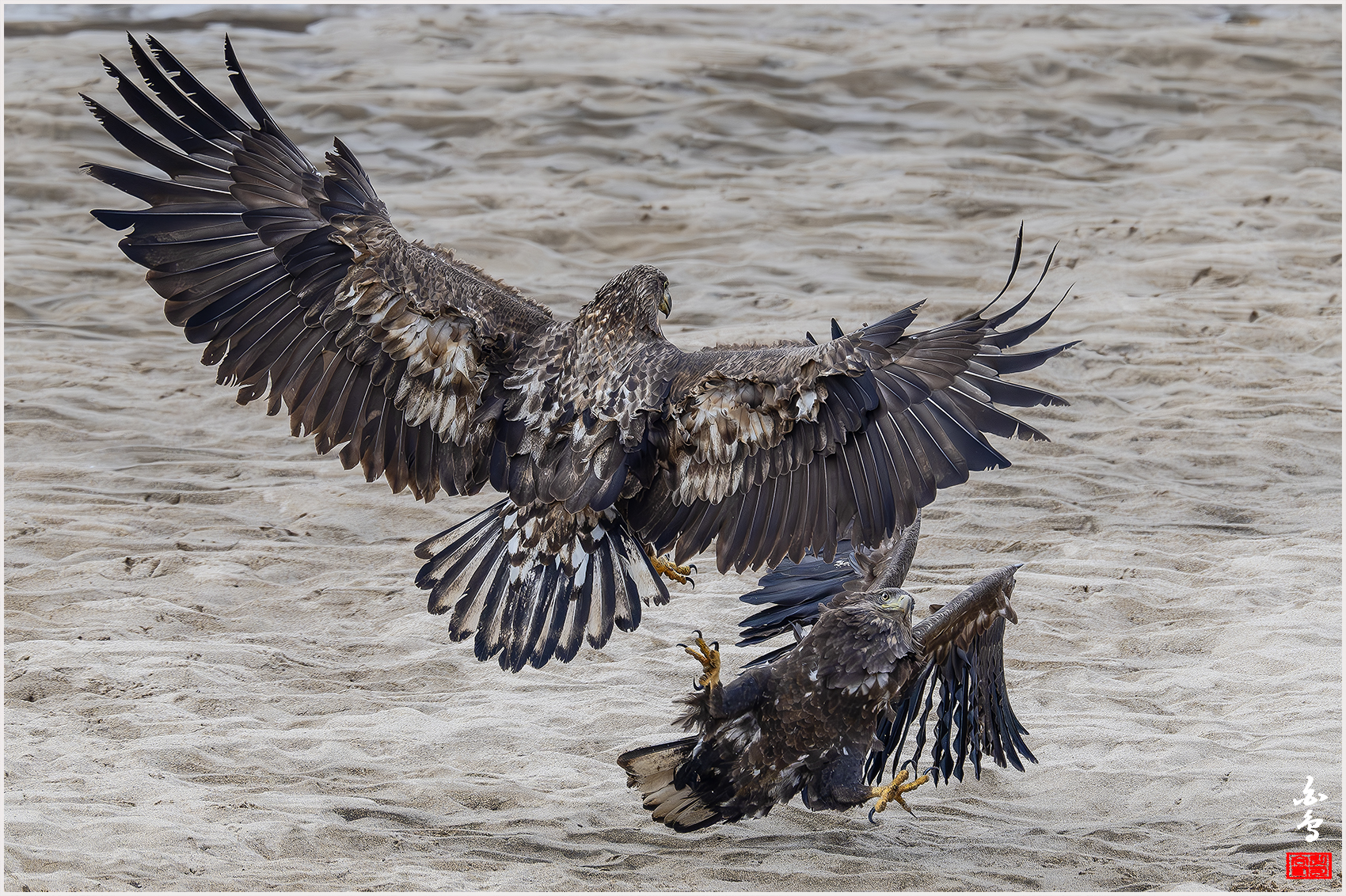 PHOTO BY  | NIKON Z 9 | 2024:02:27 12:43:29 | ISO-1600 | 1/3200 sec | f 7.1 | 840 mm | EV=0 | ● WIDTH:1700 pixels  HEIGHT:1132 pixels