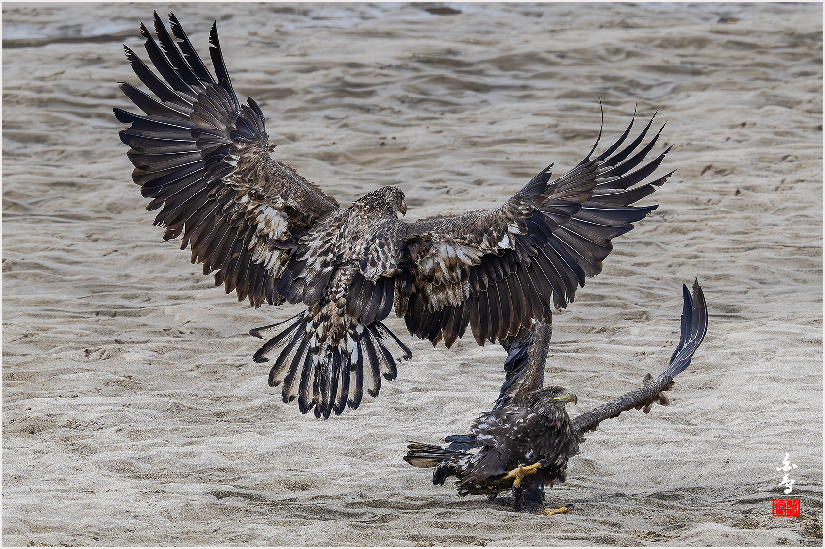 PHOTO BY  | NIKON Z 9 | 2024:02:27 12:43:29 | ISO-1600 | 1/3200 sec | f 7.1 | 840 mm | EV=0 | ● WIDTH:1700 pixels  HEIGHT:1132 pixels