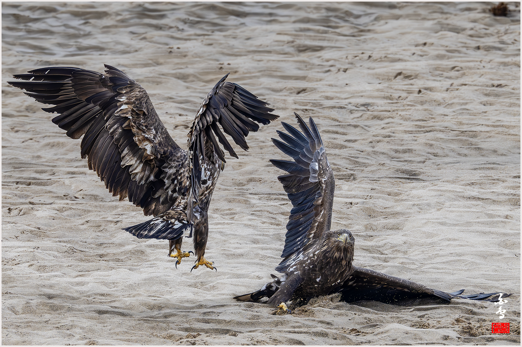 PHOTO BY  | NIKON Z 9 | 2024:02:27 12:43:29 | ISO-1600 | 1/3200 sec | f 7.1 | 840 mm | EV=0 | ● WIDTH:1700 pixels  HEIGHT:1132 pixels