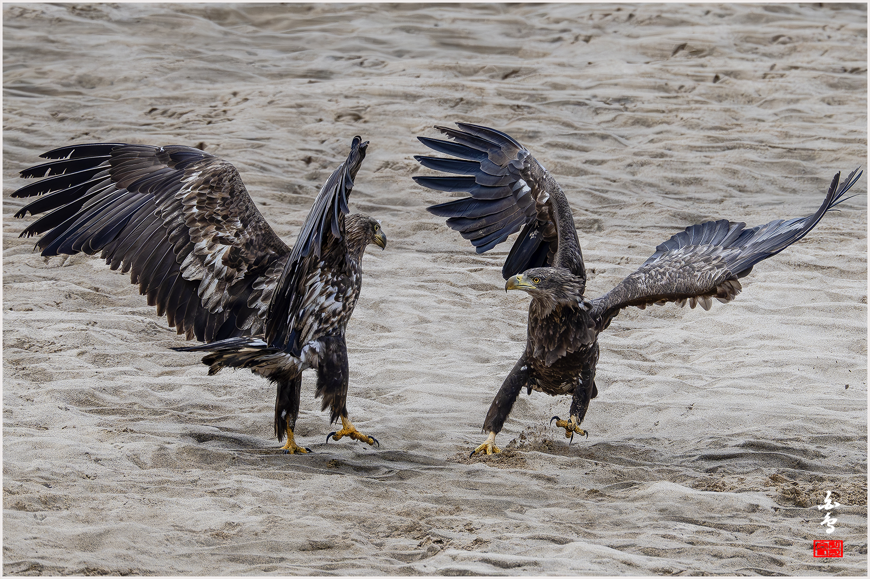 PHOTO BY  | NIKON Z 9 | 2024:02:27 12:43:30 | ISO-1600 | 1/4000 sec | f 7.1 | 840 mm | EV=0 | ● WIDTH:1700 pixels  HEIGHT:1132 pixels