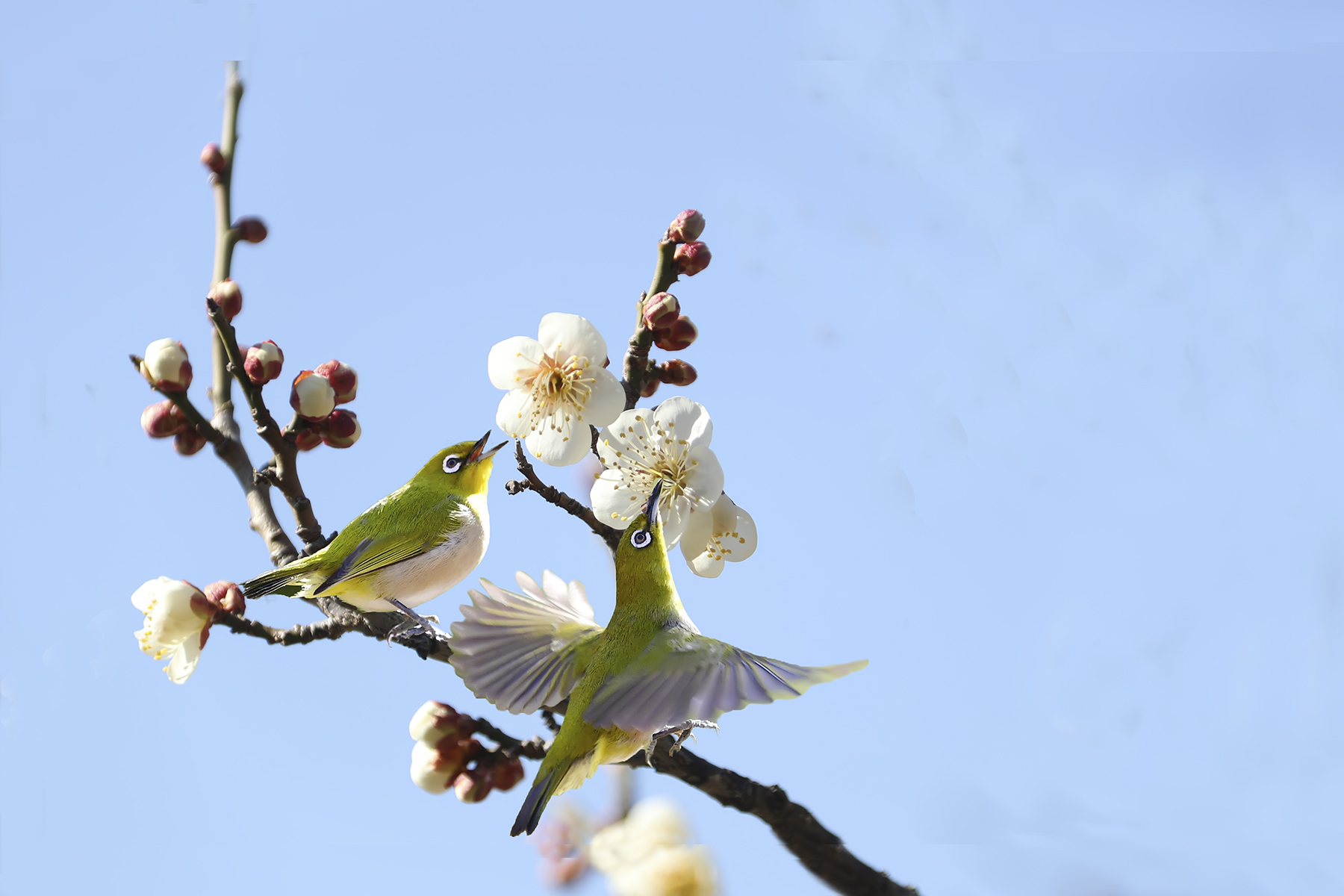 PHOTO BY WO2YA LAB | Canon EOS-1D X Mark II | 2024:02:23 10:59:49 | ISO-3200 | 1/2000 sec | f 13 | 400 mm | EV=0 | ● WIDTH:1800 pixels  HEIGHT:1200 pixels