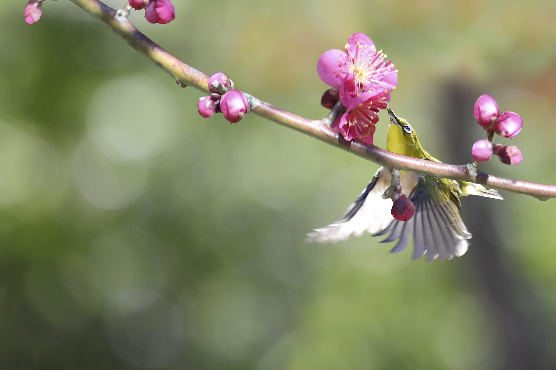 PHOTO BY WO2YA LAB | Canon EOS-1D X Mark II | 2024:02:23 10:59:49 | ISO-3200 | 1/2000 sec | f 13 | 400 mm | EV=0 | ● WIDTH:1800 pixels  HEIGHT:1200 pixels