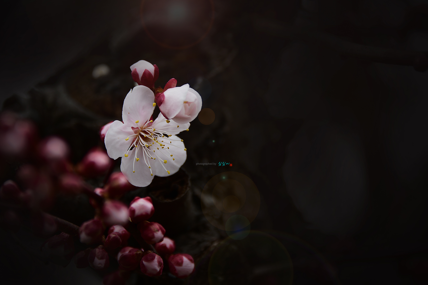 PHOTO BY Mhs | NIKON D810 | 2024:02:27 11:27:29 | ISO-80 | 1/125 sec | f 5.6 | 300 mm | EV=-0.3 | ● WIDTH:1800 pixels  HEIGHT:1201 pixels