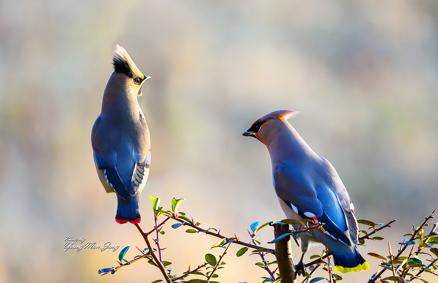 PHOTO BY  | NIKON Z 9 | 2024:02:17 16:45:34 | ISO-1400 | 1/5000 sec | f 5 | 600 mm | EV=0 | ● WIDTH:  HEIGHT: