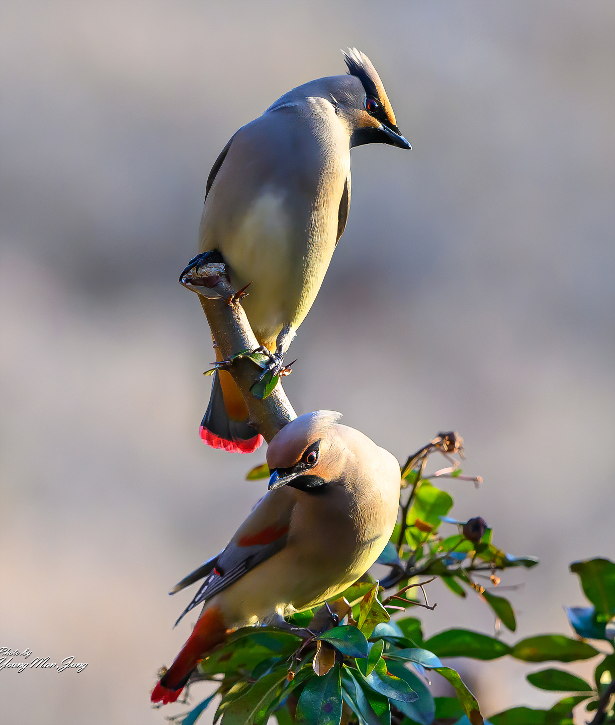 PHOTO BY  | NIKON Z 9 | 2024:02:17 17:22:06 | ISO-2000 | 1/2500 sec | f 4 | 600 mm | EV=0 | ● WIDTH:1223 pixels  HEIGHT:1440 pixels