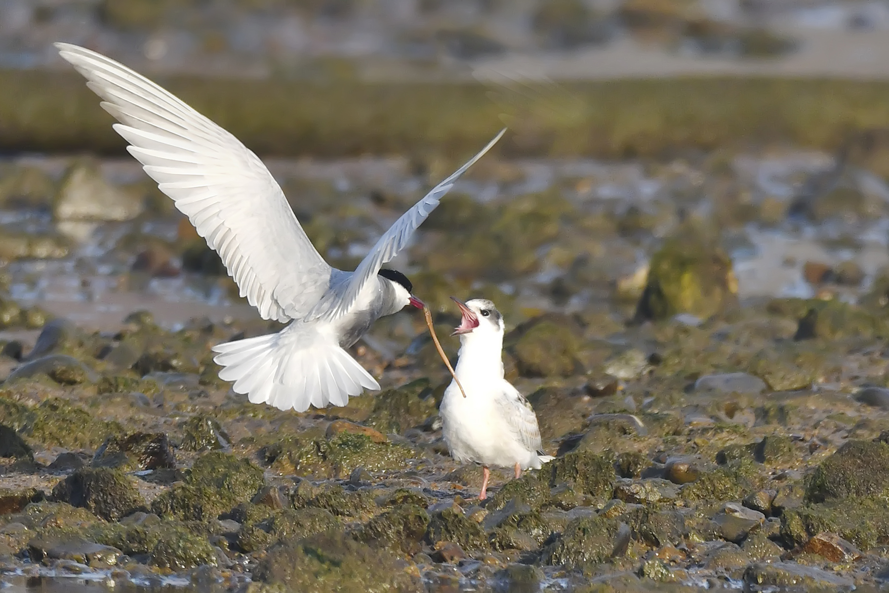 PHOTO BY WO2YA LAB | Canon EOS-1D X Mark II | 2024:02:23 10:59:49 | ISO-3200 | 1/2000 sec | f 13 | 400 mm | EV=0 | ● WIDTH:1800 pixels  HEIGHT:1200 pixels