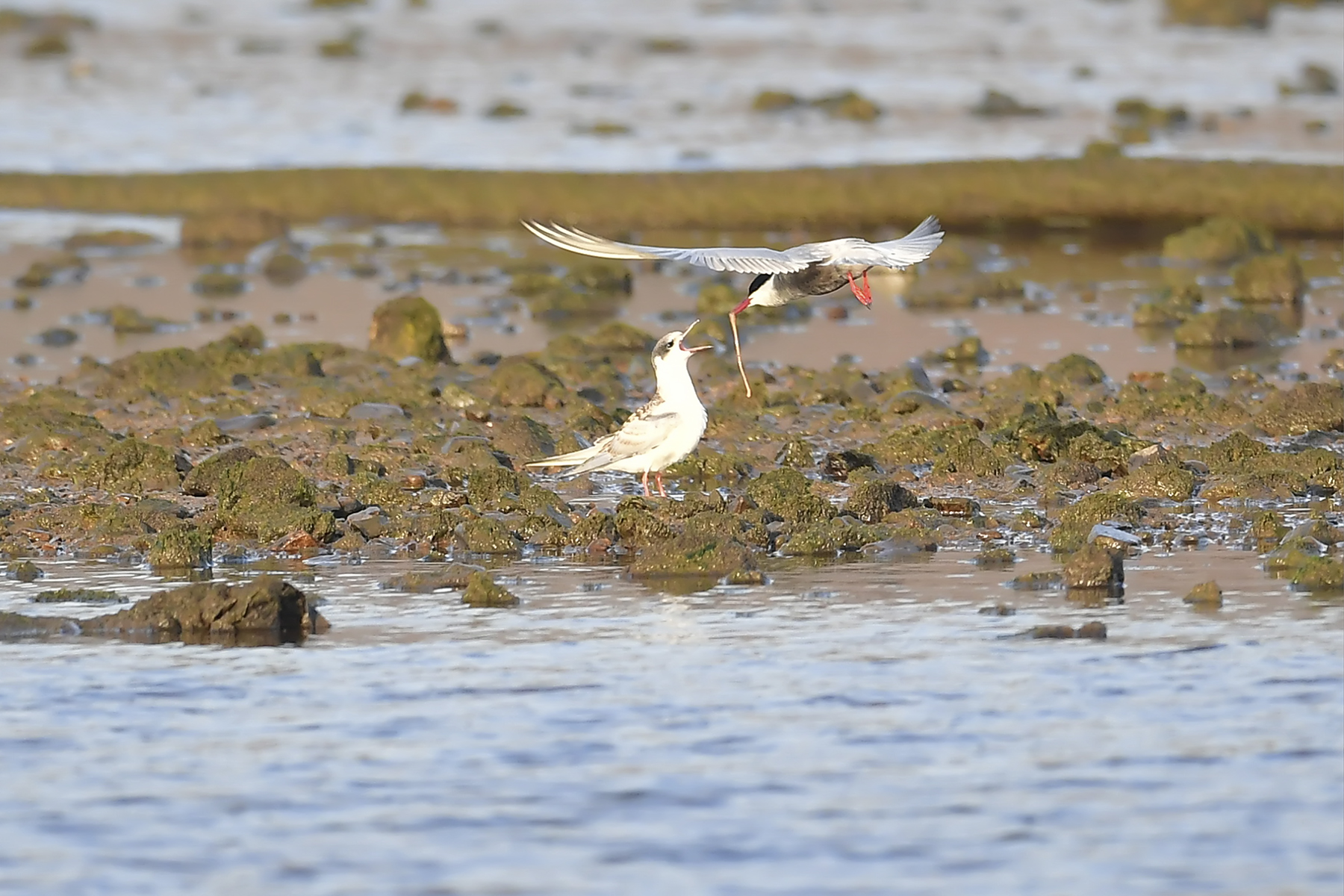 PHOTO BY WO2YA LAB | Canon EOS-1D X Mark II | 2024:02:23 10:59:49 | ISO-3200 | 1/2000 sec | f 13 | 400 mm | EV=0 | ● WIDTH:1800 pixels  HEIGHT:1200 pixels