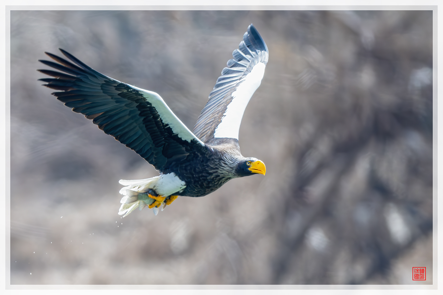 PHOTO BY  | NIKON Z 9 | 2024:02:27 13:30:14 | ISO-1000 | 1/1250 sec | f 5.6 | 840 mm | EV=-0.3 | ● WIDTH:1500 pixels  HEIGHT:999 pixels