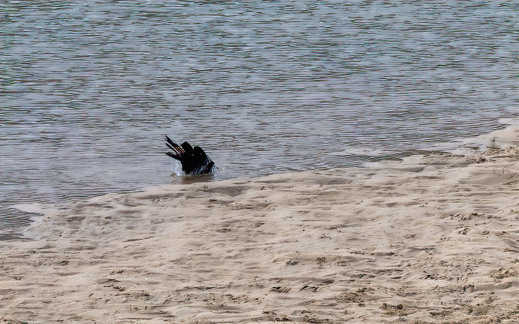 PHOTO BY KKY_CWANG_YEOL | NIKON Z 8 | 2024:02:27 13:13:45 | ISO-2000 | 1/2500 sec | f 10 | 700 mm | EV=0 | ● WIDTH:1700 pixels  HEIGHT:1062 pixels