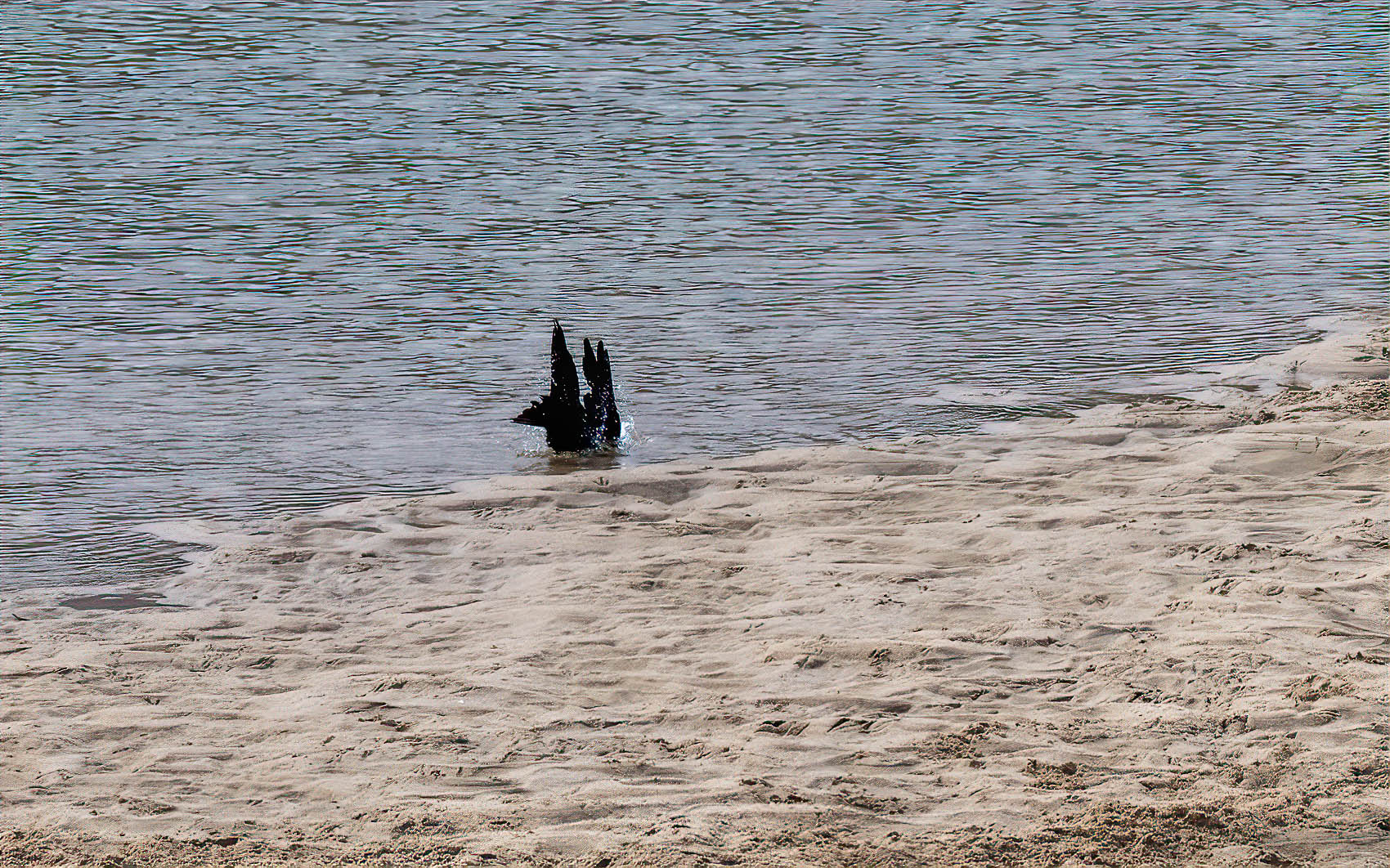 PHOTO BY KKY_CWANG_YEOL | NIKON Z 8 | 2024:02:27 13:13:45 | ISO-2000 | 1/2500 sec | f 10 | 700 mm | EV=0 | ● WIDTH:1700 pixels  HEIGHT:1062 pixels