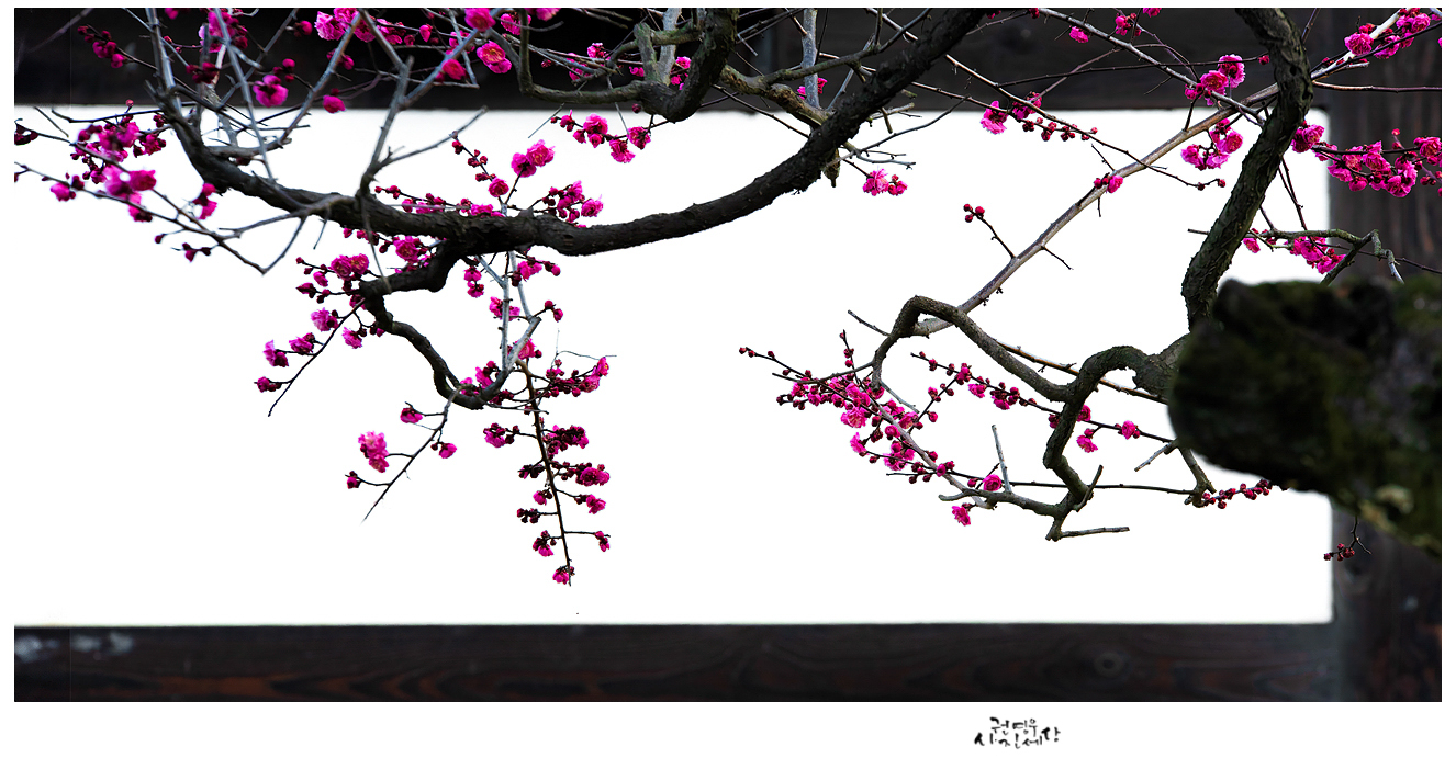 PHOTO BY Kwon Young Woo | NIKON D850 | 2024:02:17 07:39:26 | ISO-400 | 1/100 sec | f 8 | 185 mm | EV=-0.7 | ● WIDTH:1326 pixels  HEIGHT:691 pixels