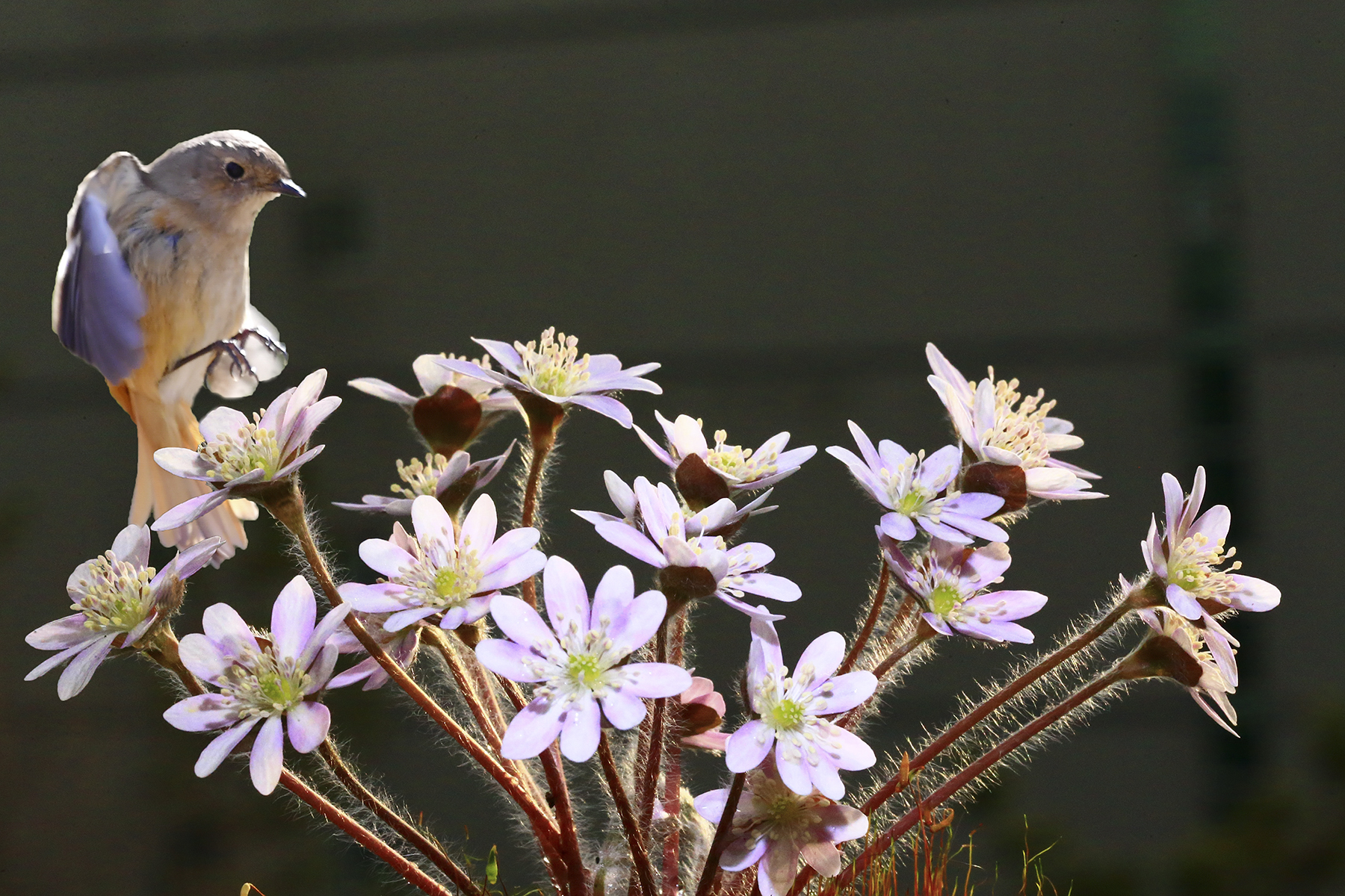 PHOTO BY WO2YA LAB | Canon EOS-1D X Mark II | 2024:02:23 10:59:49 | ISO-3200 | 1/2000 sec | f 13 | 400 mm | EV=0 | ● WIDTH:1800 pixels  HEIGHT:1200 pixels