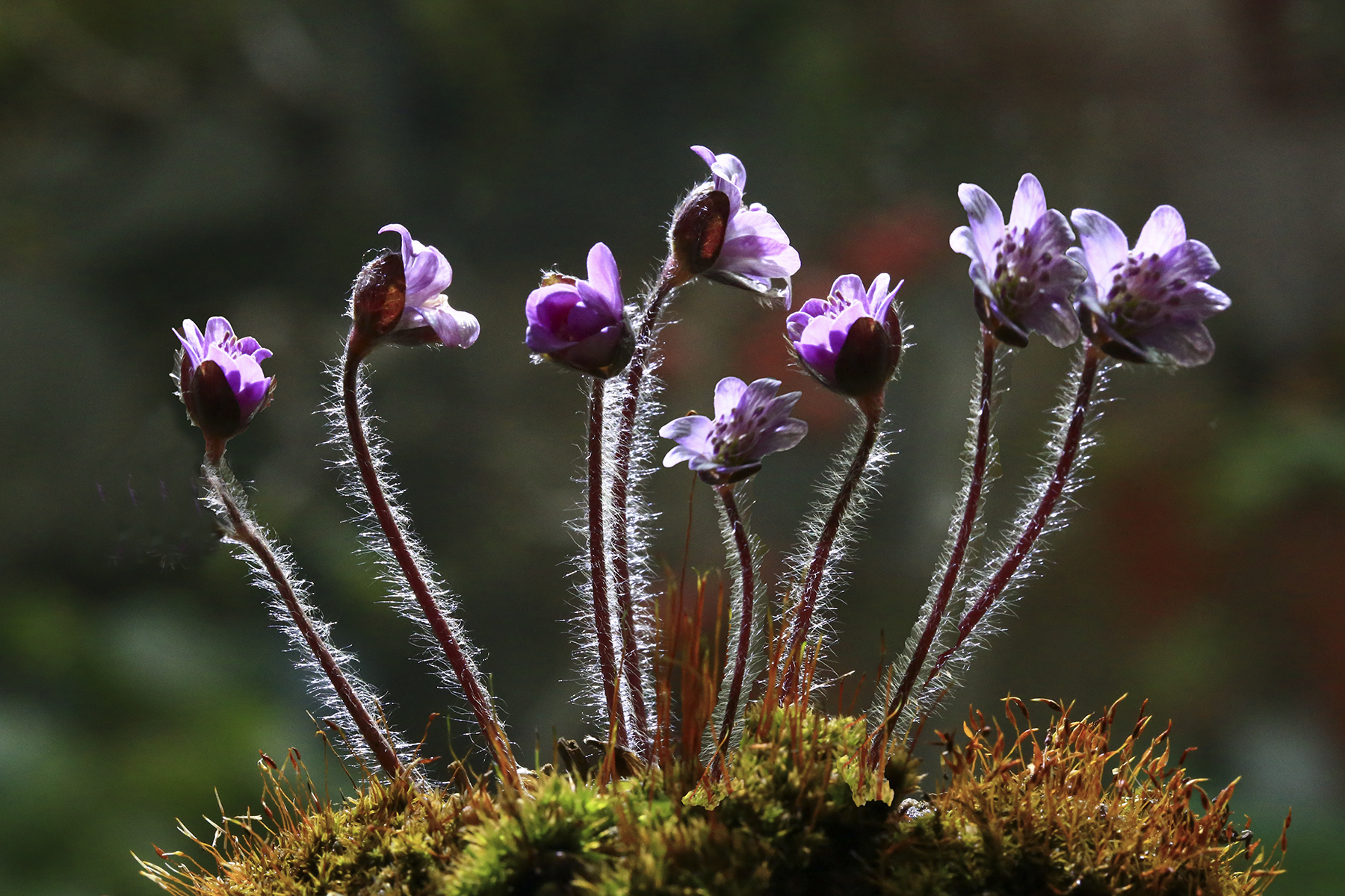 PHOTO BY WO2YA LAB | Canon EOS-1D X Mark II | 2024:02:23 10:59:50 | ISO-3200 | 1/2000 sec | f 13 | 400 mm | EV=0 | ● WIDTH:1800 pixels  HEIGHT:1200 pixels