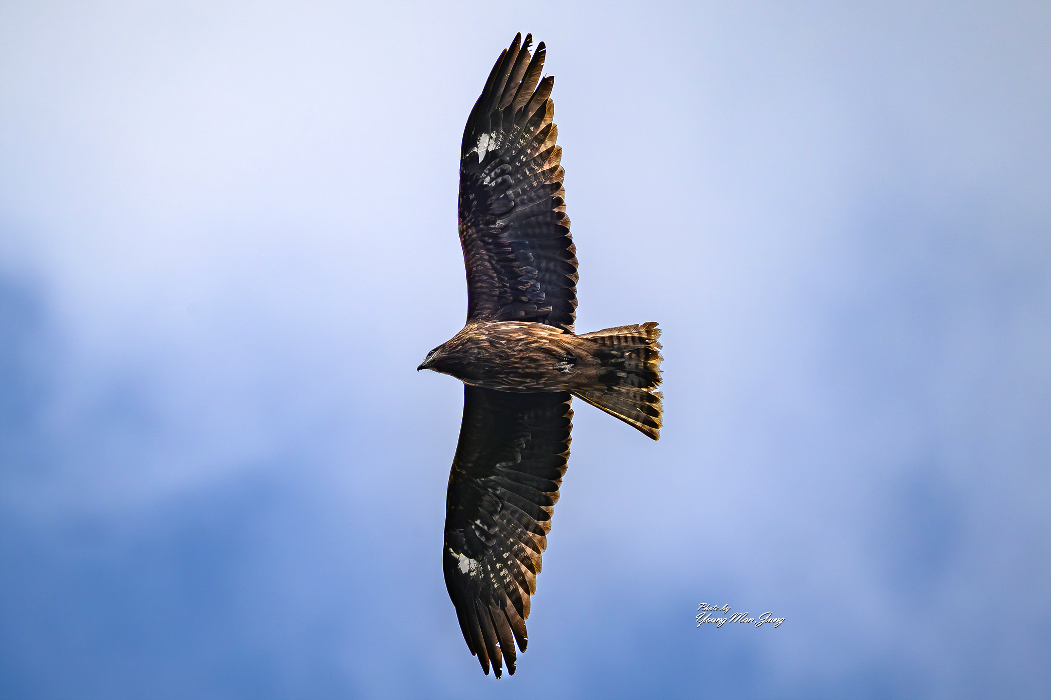 PHOTO BY  | NIKON Z 9 | 2024:02:26 14:53:08 | ISO-220 | 1/1600 sec | f 8 | 560 mm | EV=0 | ● WIDTH:  HEIGHT: