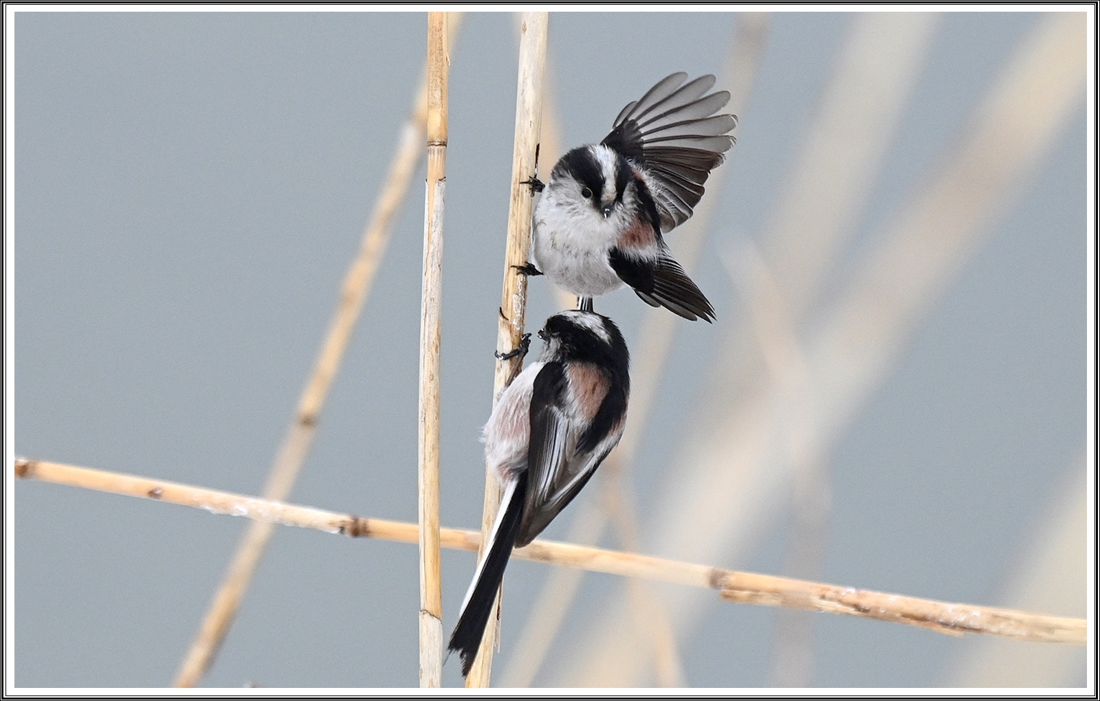 PHOTO BY  | NIKON Z 7_2 | 2024:02:29 22:18:29 | ISO-800 | 1/3200 sec | f 5.6 | 290 mm | EV=0.3 | ● WIDTH:5152 pixels  HEIGHT:4120 pixels