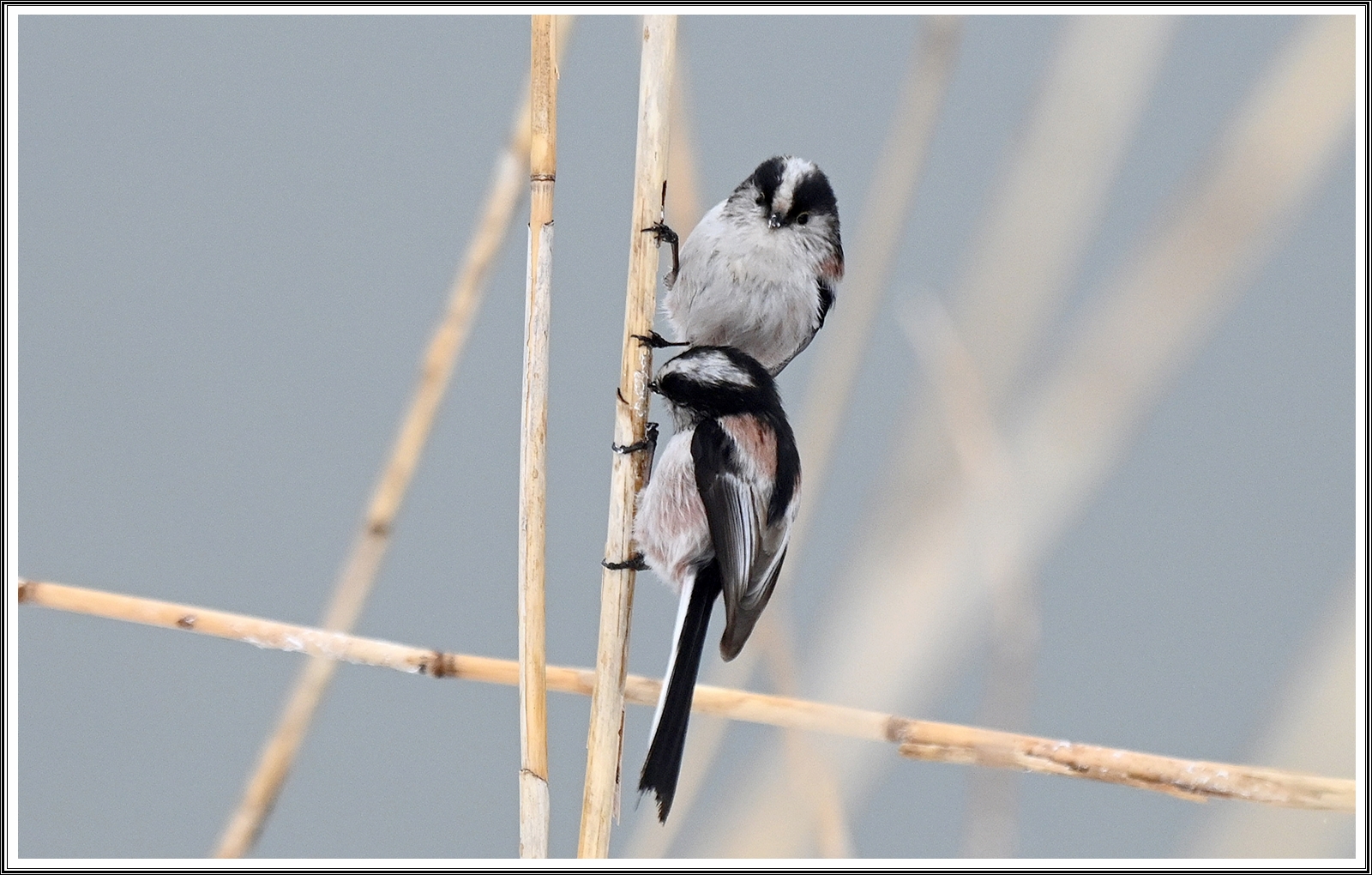 PHOTO BY  | NIKON Z 7_2 | 2024:02:29 22:18:29 | ISO-800 | 1/3200 sec | f 5.6 | 290 mm | EV=0.3 | ● WIDTH:5152 pixels  HEIGHT:4120 pixels