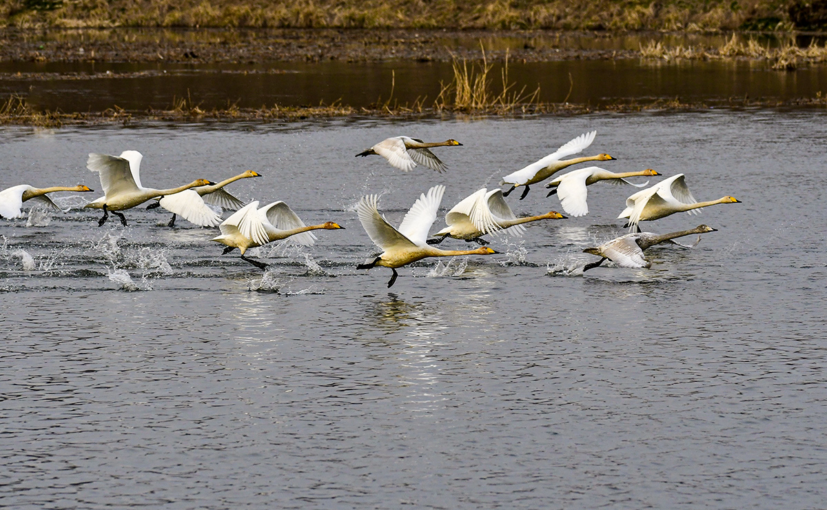 PHOTO BY  | NIKON D500 | 2024:02:28 17:51:53 | ISO-1250 |  |  |  | EV=0 | ● WIDTH:1200 pixels  HEIGHT:740 pixels