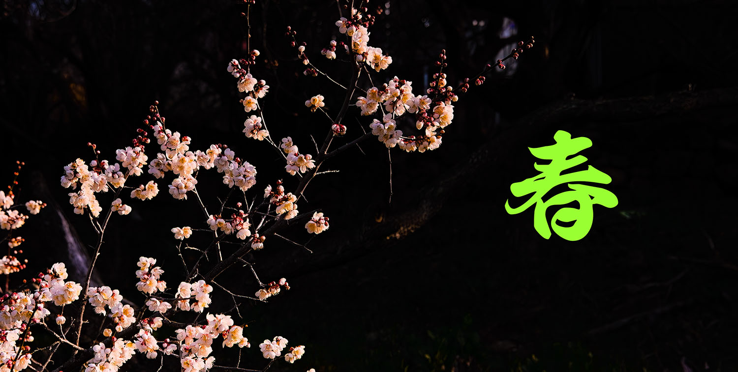 PHOTO BY  | NIKON D850 | 2024:03:01 07:40:02 | ISO-250 | 1/320 sec | f 8 | 31 mm | EV=-0.3 | ● WIDTH:1500 pixels  HEIGHT:757 pixels