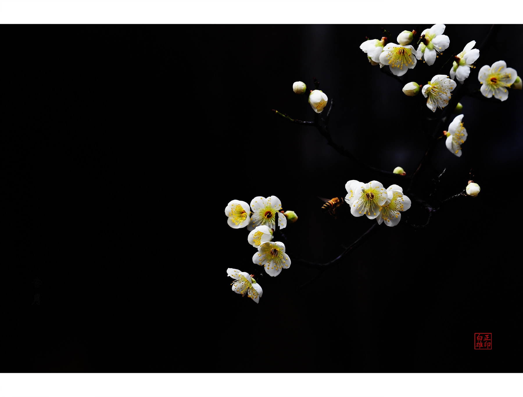 PHOTO BY  | NIKON D5 | 2024:02:28 13:52:14 | ISO-1600 | 125/100000 sec | f 11 | 260 mm | EV=0 | ● WIDTH:1800 pixels  HEIGHT:1365 pixels