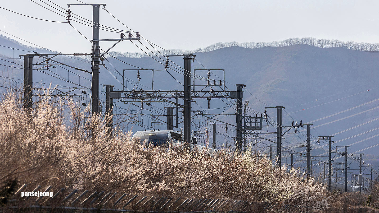 PHOTO BY jps | Canon EOS R6 | 2024:03:01 16:04:33 | ISO-320 | 1/1000 sec | f 7.1 | 310 mm | EV=0 | ● WIDTH:1600 pixels  HEIGHT:898 pixels