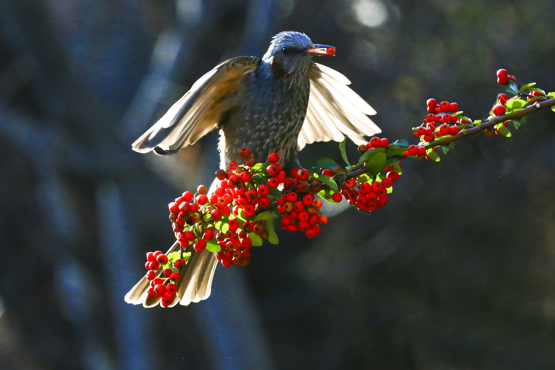PHOTO BY WO2YA LAB | Canon EOS-1D X Mark II | 2024:02:23 10:59:54 | ISO-3200 | 1/2000 sec | f 14 | 400 mm | EV=0 | ● WIDTH:1800 pixels  HEIGHT:1200 pixels