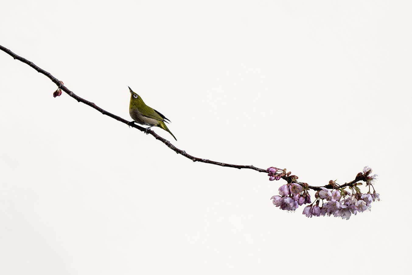 PHOTO BY KWON BYUNG JIN | NIKON Z 8 | 2024:03:03 15:19:53 | ISO-100 | 1/640 sec | f 6.3 | 570 mm | EV=0 | ● WIDTH:1354 pixels  HEIGHT:903 pixels