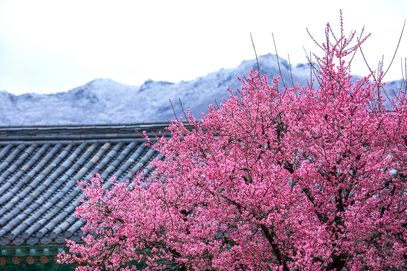 PHOTO BY  | Canon EOS 5D Mark IV | 2024:02:22 10:09:21 | ISO-640 | 1/320 sec | f 8 | 200 mm | EV=0 | ● WIDTH:1300 pixels  HEIGHT:867 pixels