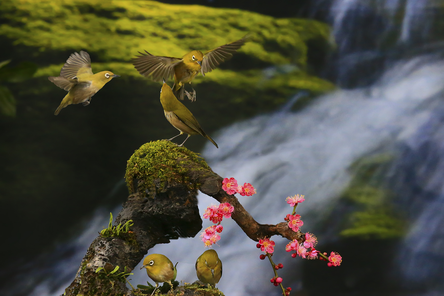 PHOTO BY WO2YA LAB | Canon EOS-1D X Mark II | 2024:03:04 11:18:21 | ISO-3200 | 1/8000 sec | f 7.1 | 300 mm | EV=0 | ● WIDTH:1800 pixels  HEIGHT:1200 pixels