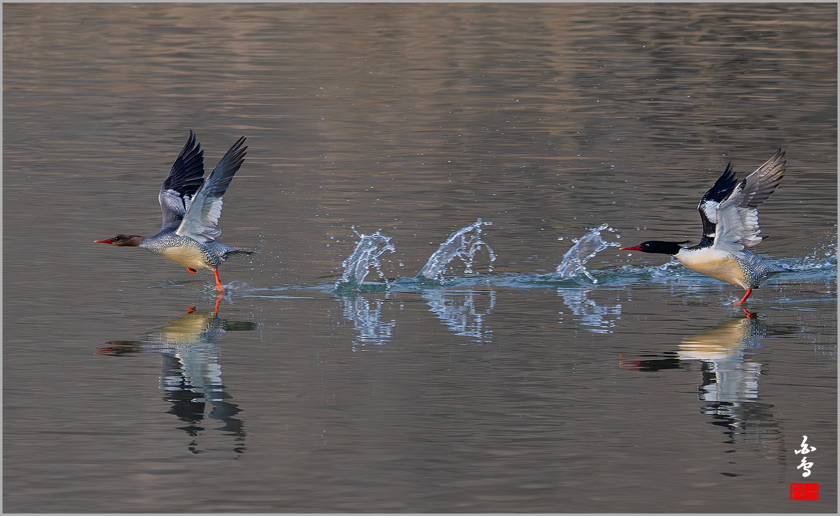 PHOTO BY  | NIKON Z 9 | 2024:03:03 08:27:50 | ISO-2500 | 1/2000 sec | f 8 | 1176 mm | EV=0 | ● WIDTH:0 pixels  HEIGHT:0 pixels