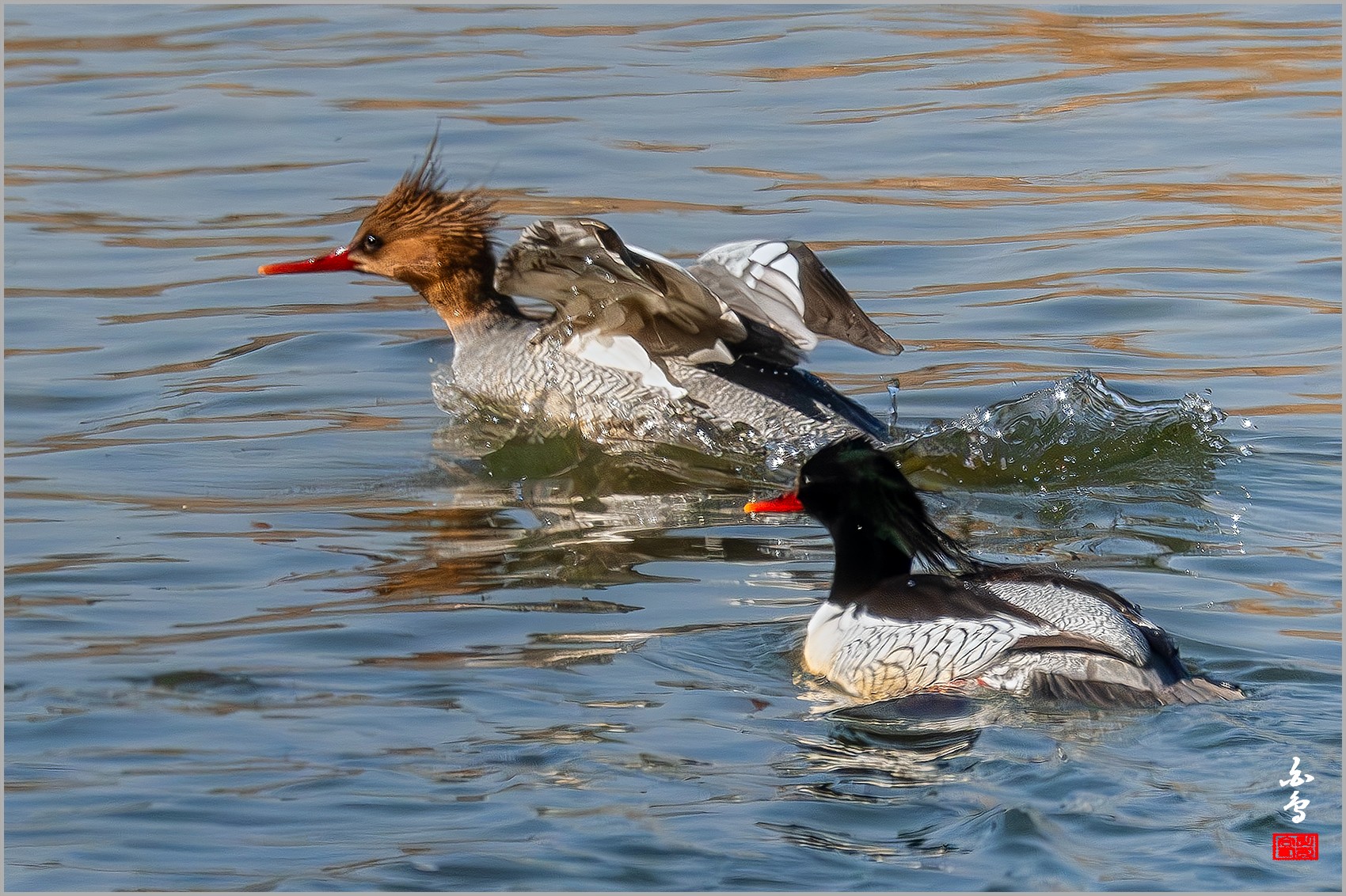 PHOTO BY  | NIKON Z 9 | 2024:03:02 15:19:29 | ISO-2500 | 1/6400 sec | f 8 | 1176 mm | EV=0 | ● WIDTH:0 pixels  HEIGHT:0 pixels