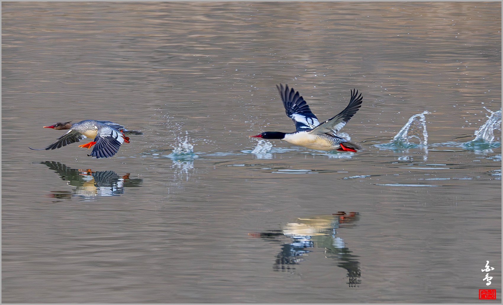 PHOTO BY  | NIKON Z 9 | 2024:03:03 08:27:50 | ISO-2500 | 1/2000 sec | f 8 | 1176 mm | EV=0 | ● WIDTH:0 pixels  HEIGHT:0 pixels