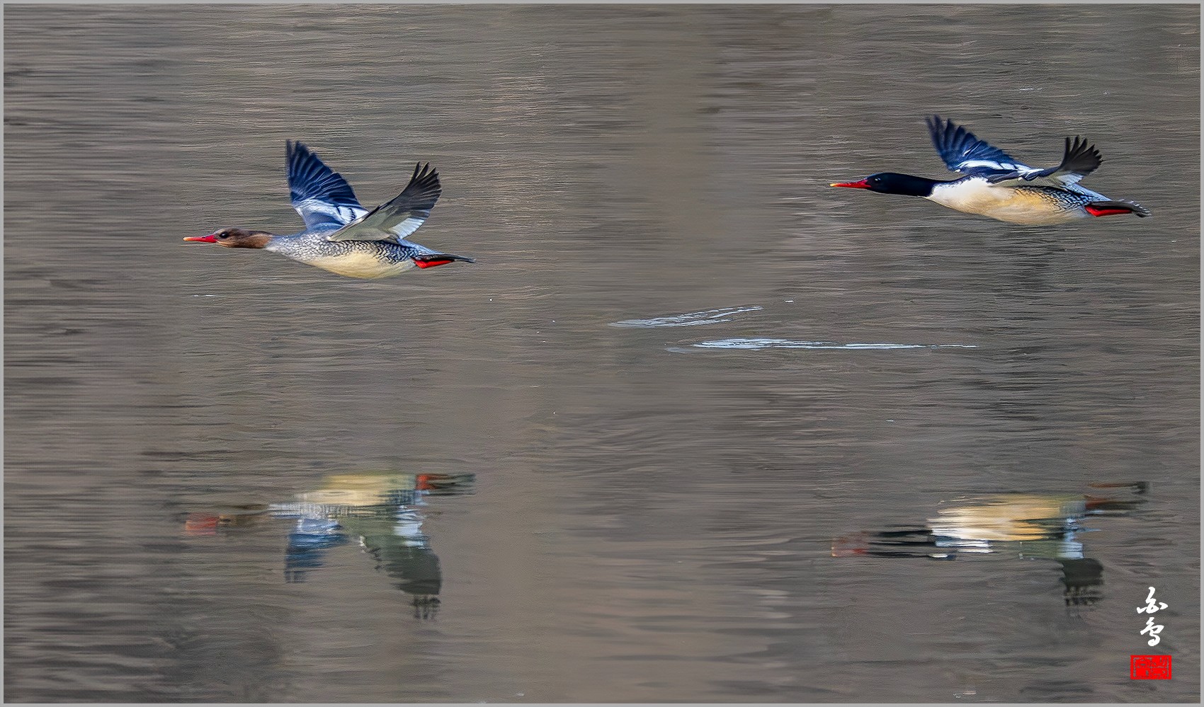 PHOTO BY  | NIKON Z 9 | 2024:03:03 08:27:53 | ISO-2500 | 1/1600 sec | f 8 | 1176 mm | EV=0 | ● WIDTH:0 pixels  HEIGHT:0 pixels