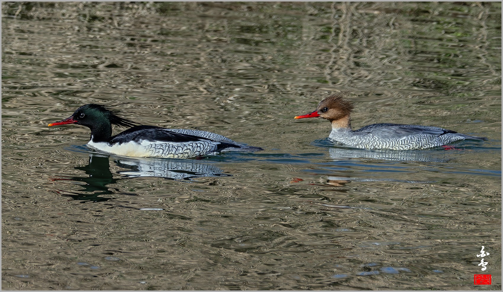 PHOTO BY  | NIKON Z 9 | 2024:03:02 15:05:18 | ISO-800 | 1/1600 sec | f 10 | 1176 mm | EV=-0.3 | ● WIDTH:0 pixels  HEIGHT:0 pixels