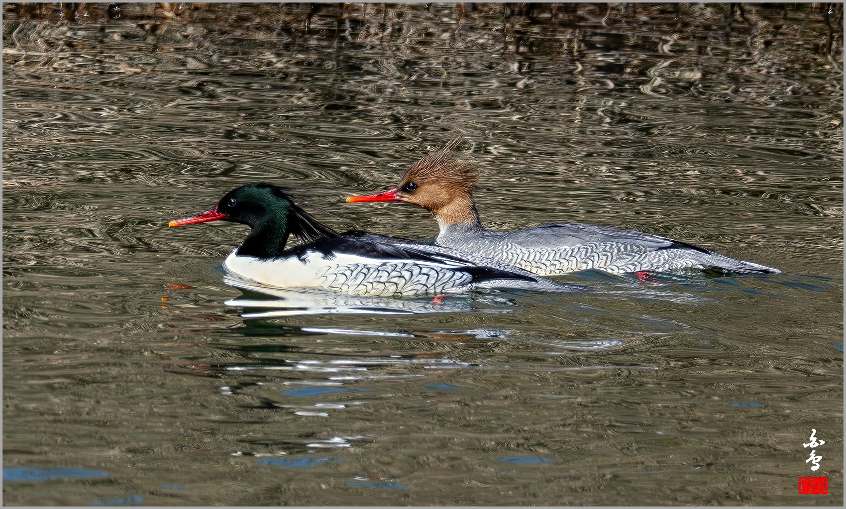 PHOTO BY  | NIKON Z 9 | 2024:03:02 14:56:16 | ISO-1400 | 1/2000 sec | f 8 | 1176 mm | EV=0 | ● WIDTH:0 pixels  HEIGHT:0 pixels